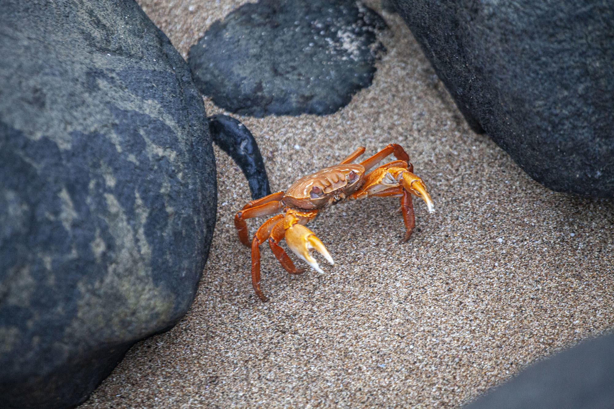 Red crab on sand between volcanic rocks on Itsamia beach Moheli Comoros