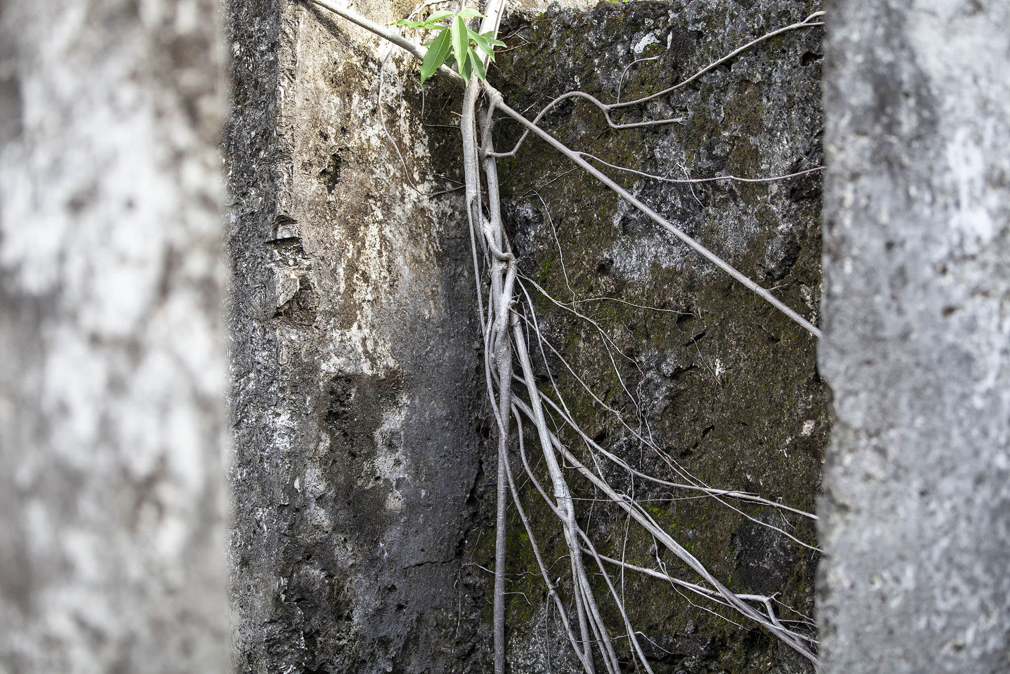 Vine growing over palace ruins in Iconi Comoros