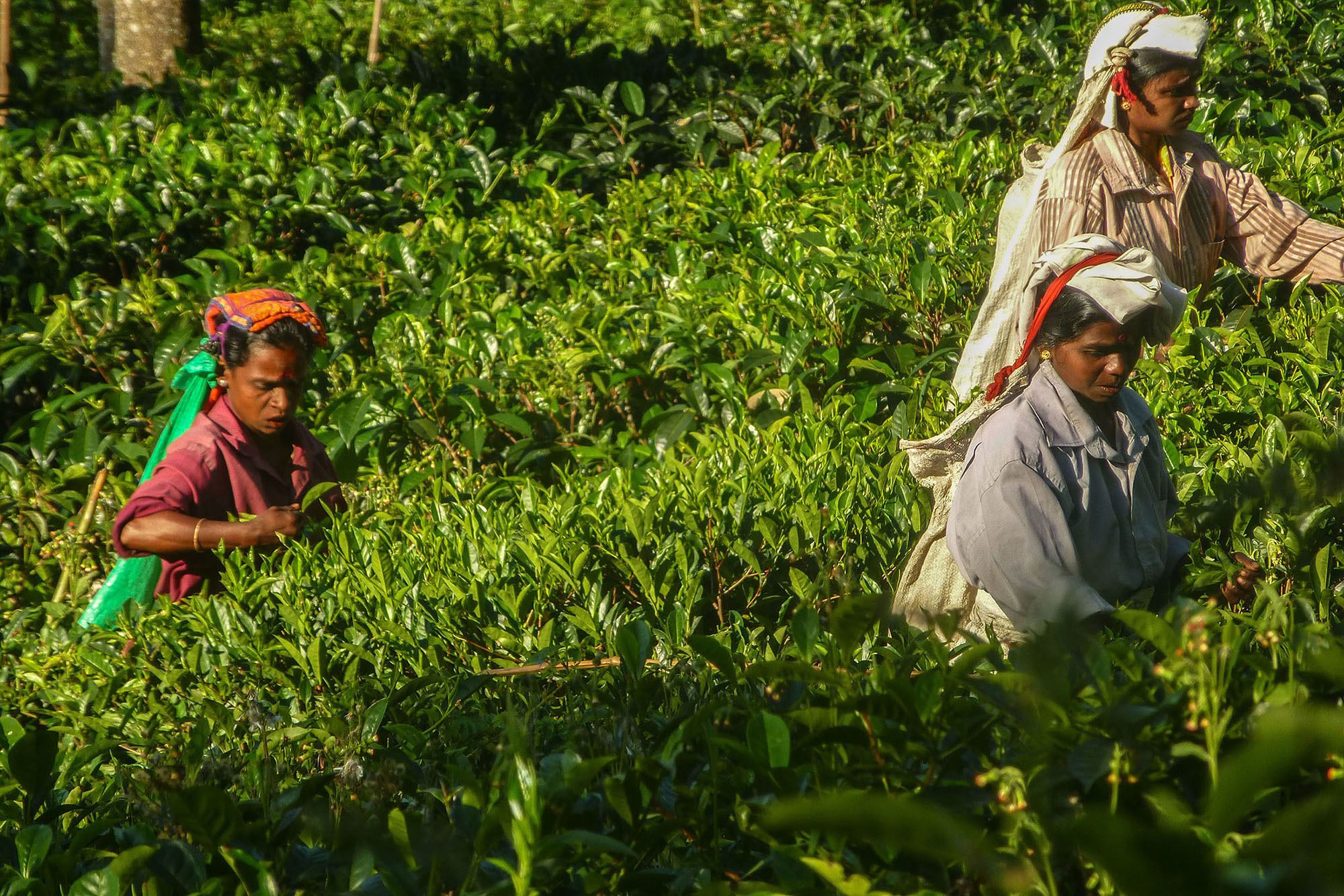 women picking tea leaves at plantation in Haputale Sri Lanka