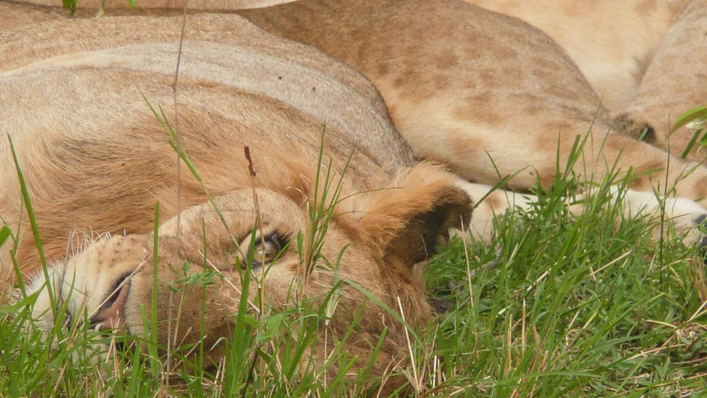 Lion lying on grass in Masai Mara Kenya