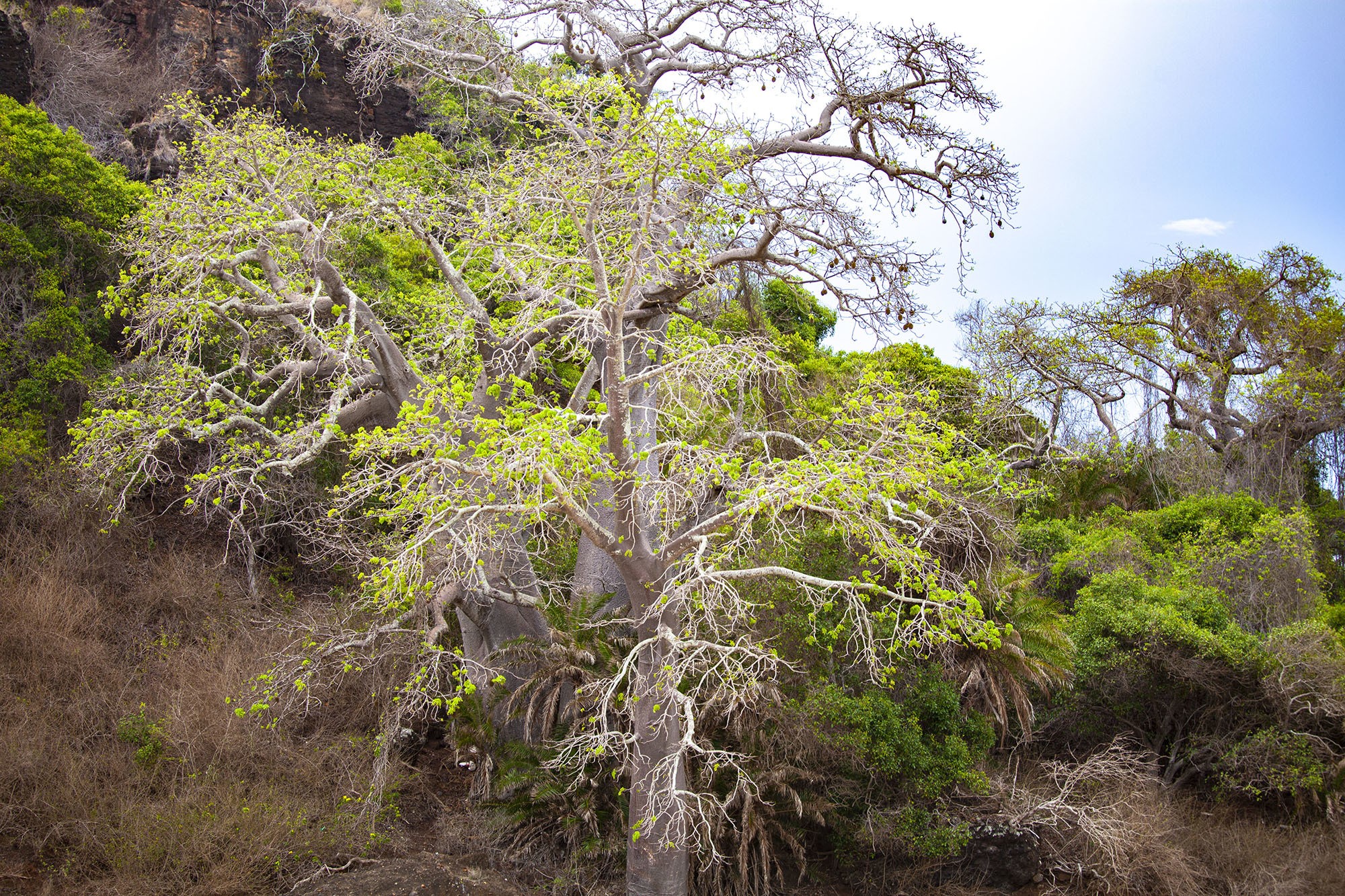 Baobab tree on Itsamia beach Moheli Comoros