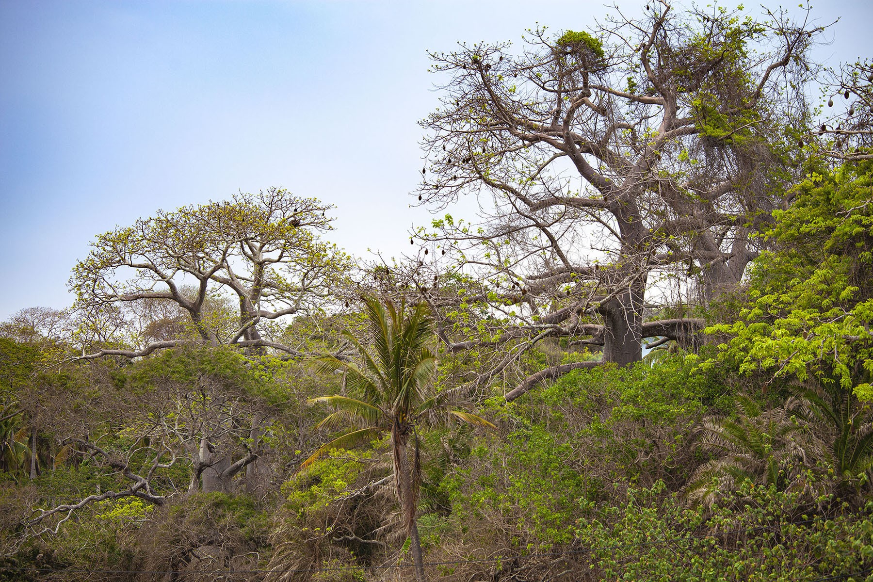 Baobab trees on Itsamia beach Moheli Comoros