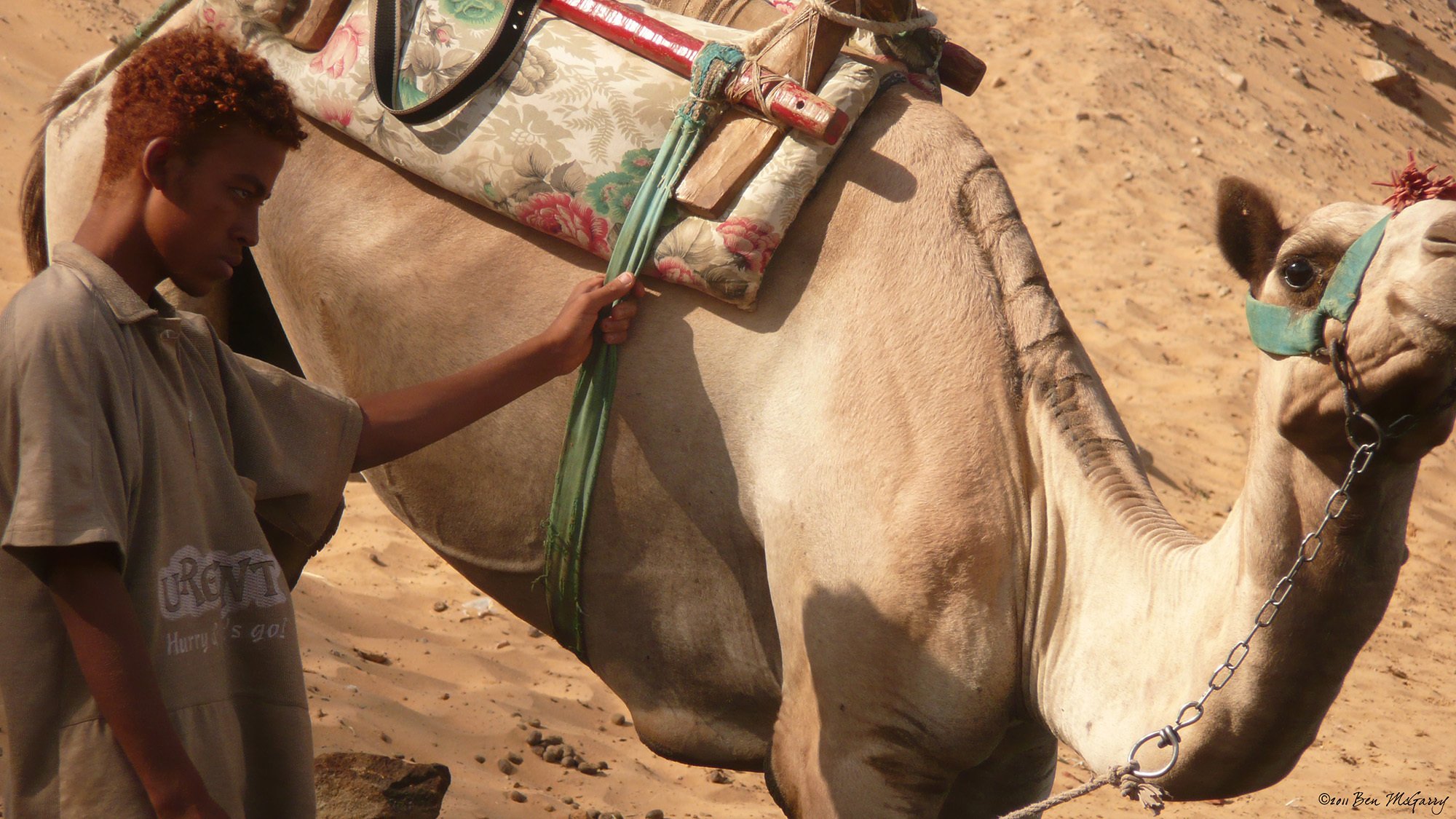 Boy with camel on banks of Nile Egypt