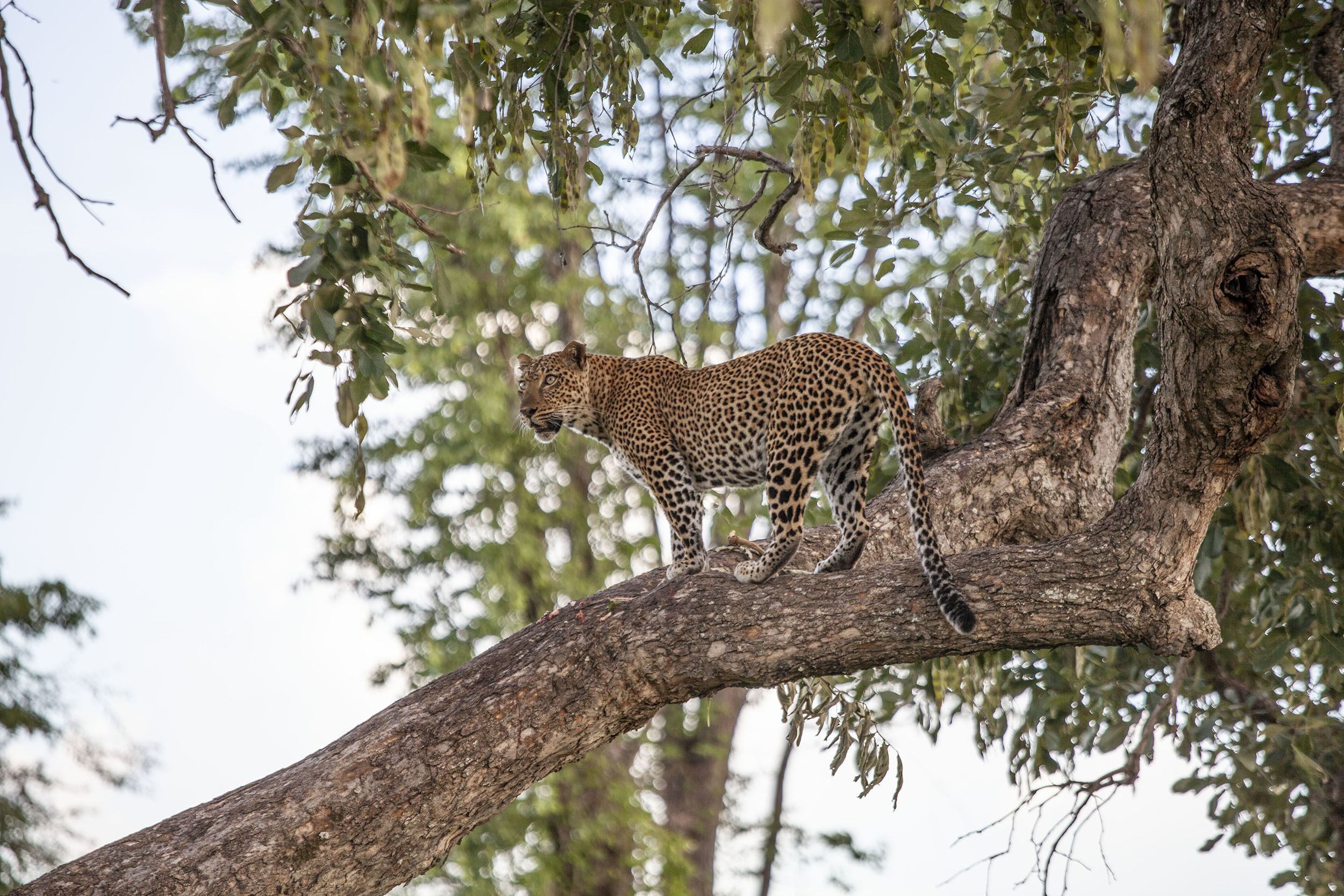 A leopard on a branch in South Luangwa National Park Zambia