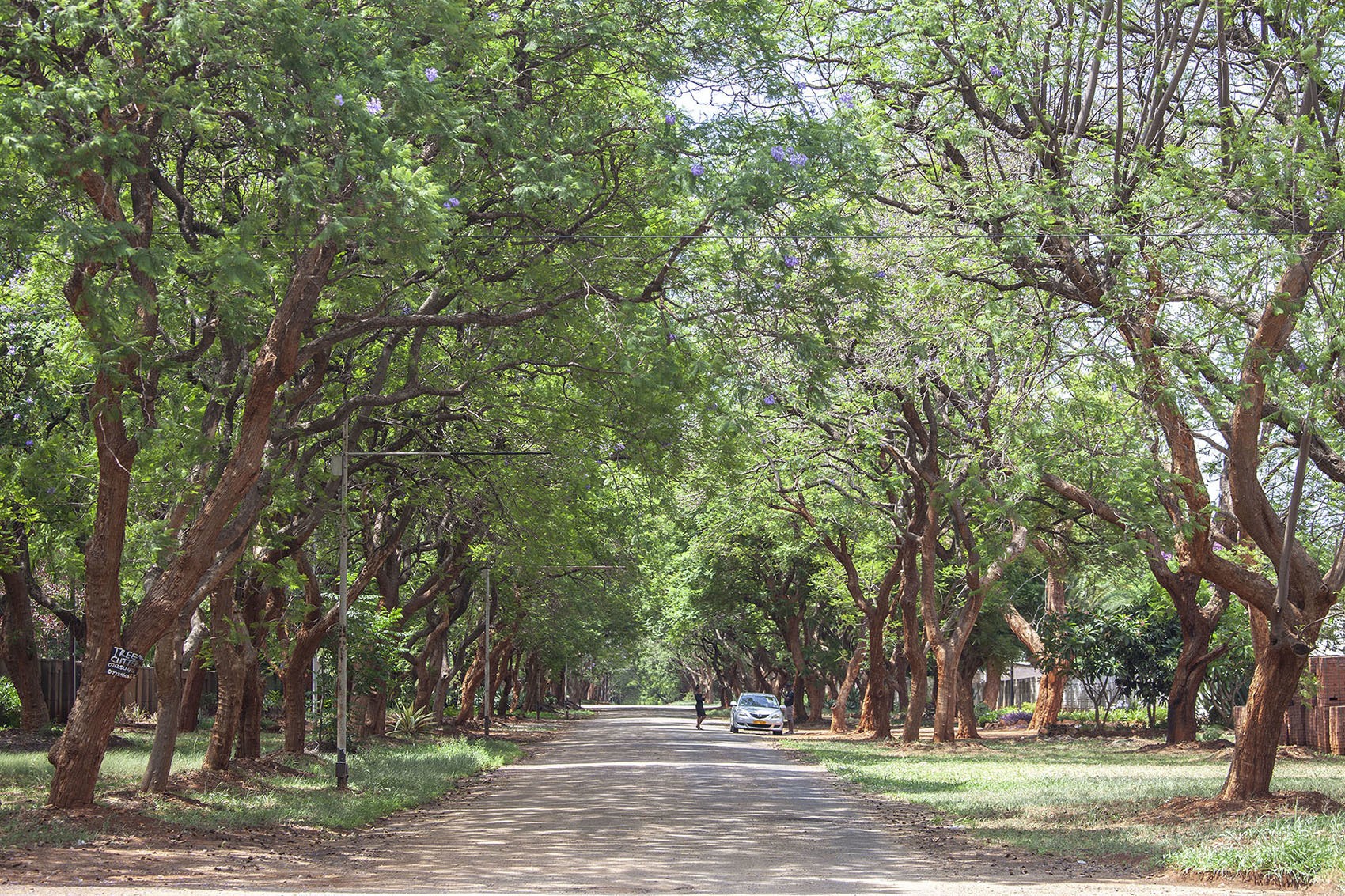 Jacaranda trees lining Heyman Road in Bulawayo Zimbabwe