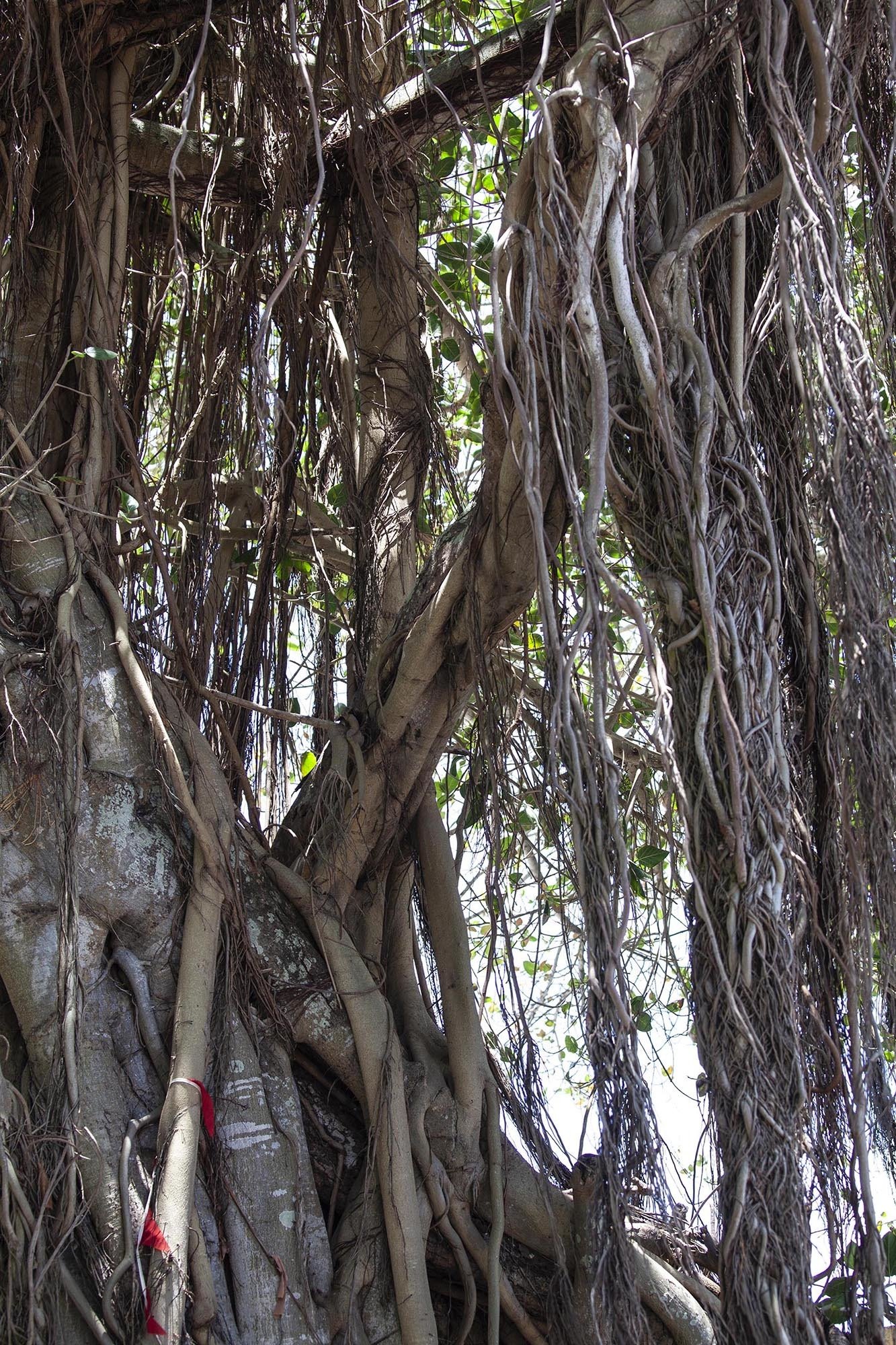 old tree with hanging vines Trou d'Eau Douce Mauritius