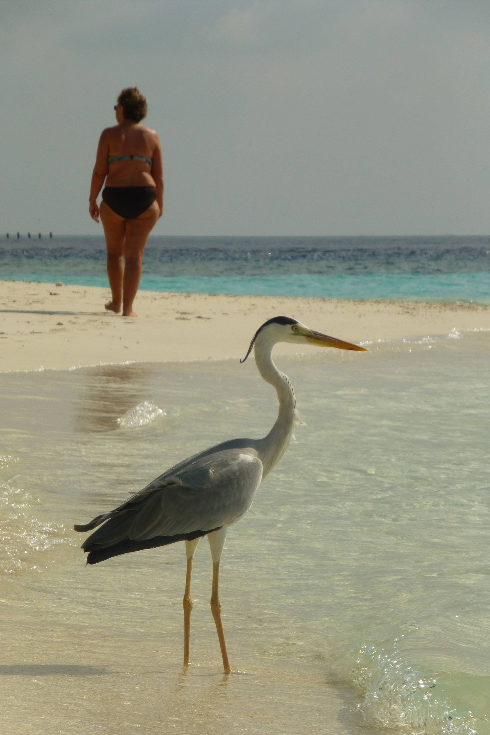 Bird in water on beach in the Maldives