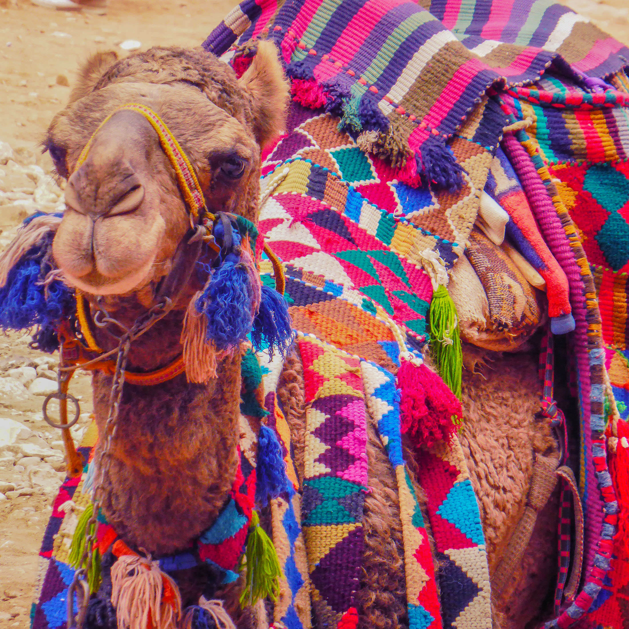 Camel in Petra Jordan