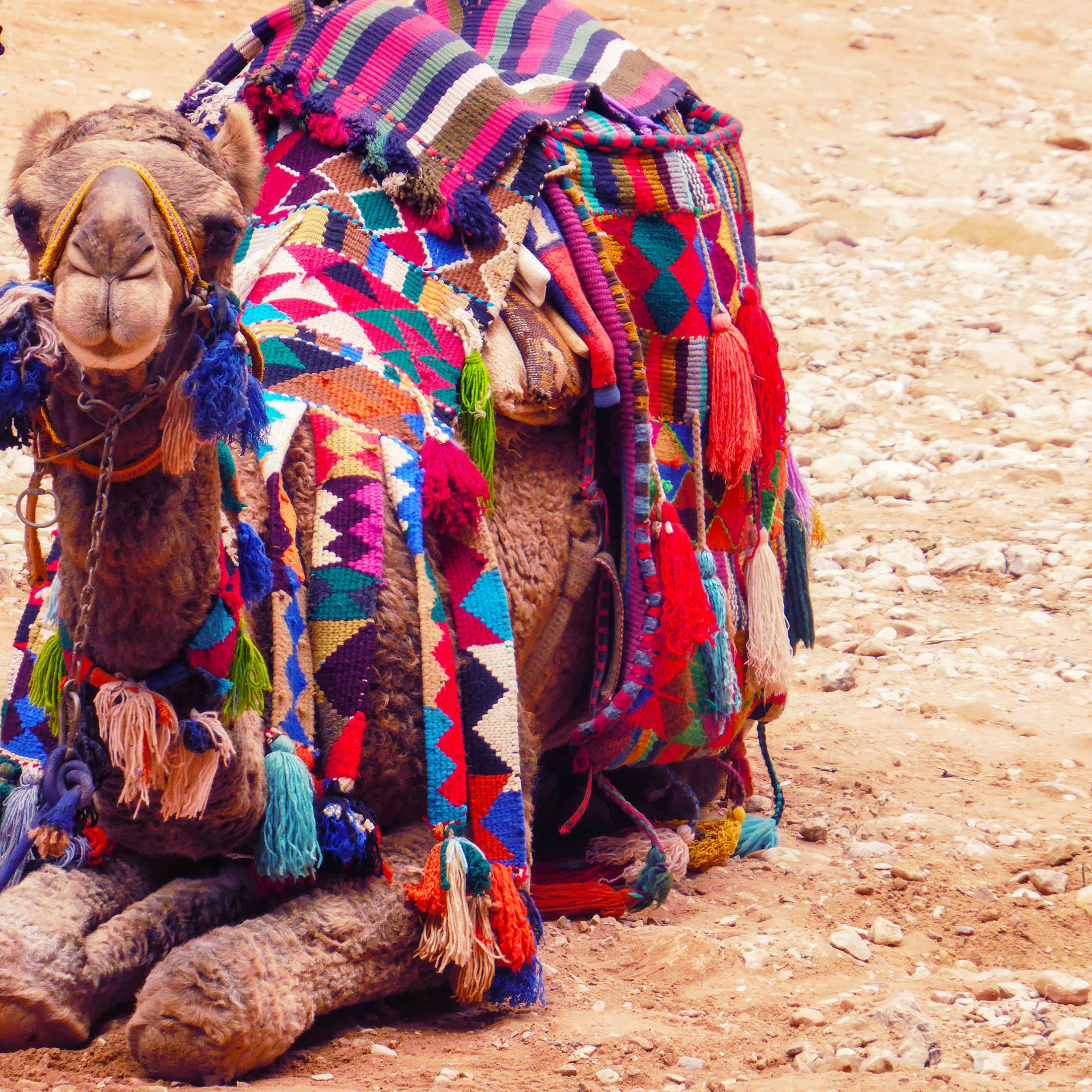 Camel sitting inside Petra Jordan