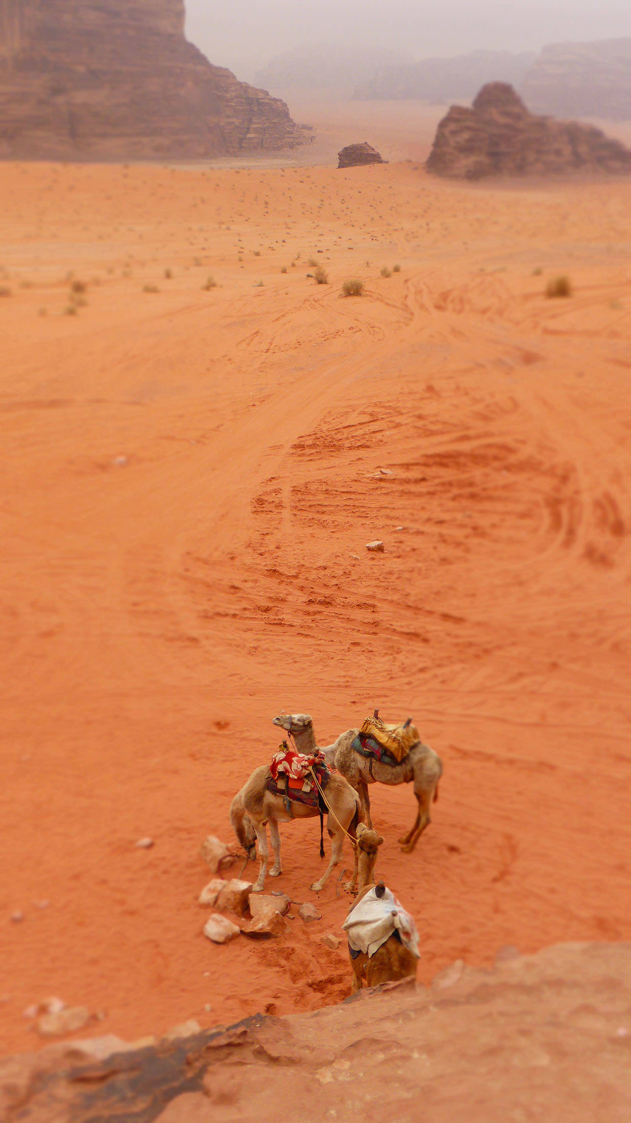 Camels beside Lawrence House Wadi Rum Jordan
