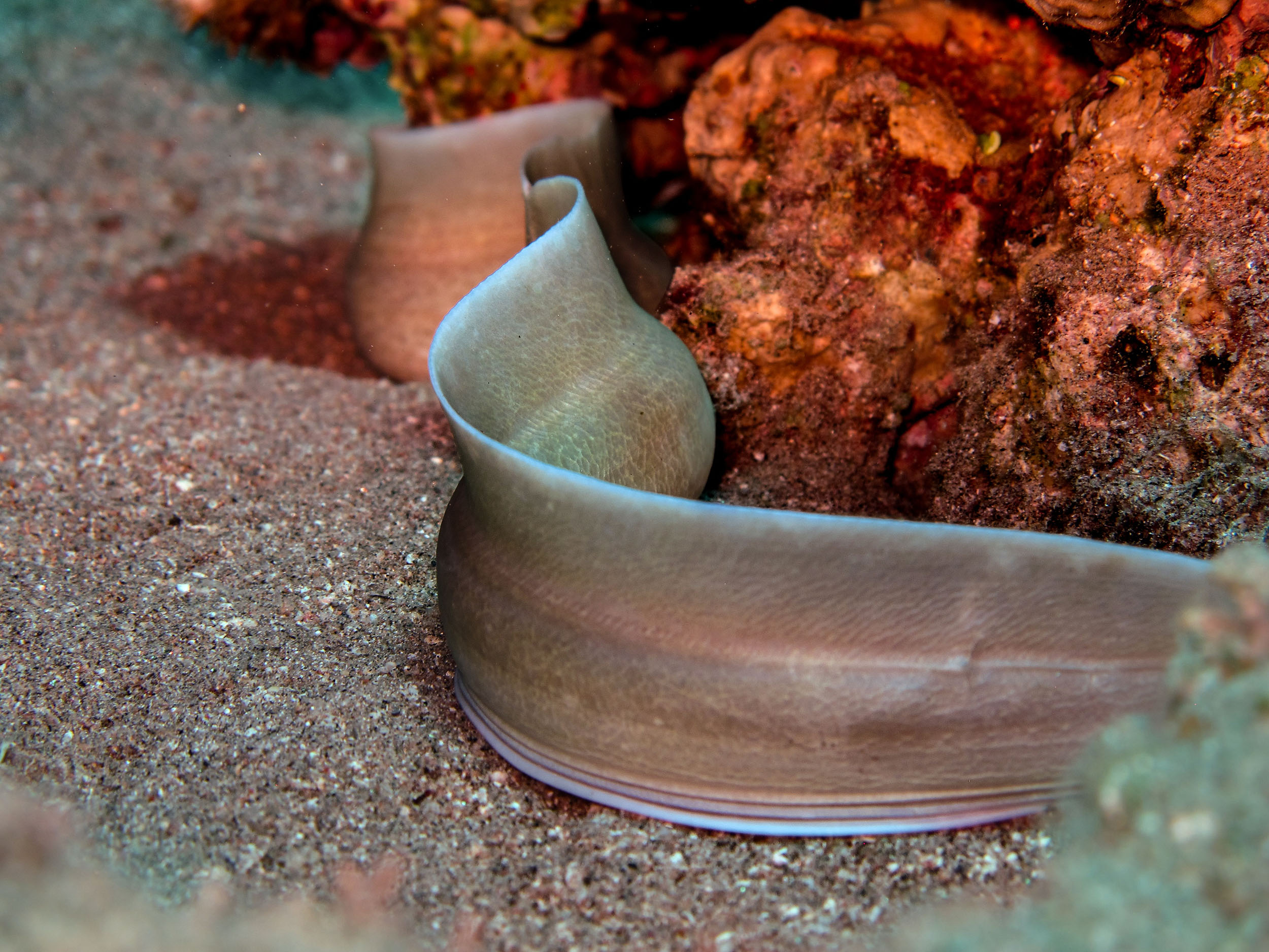 Eel swimming in Eel Garden Dahab Egypt