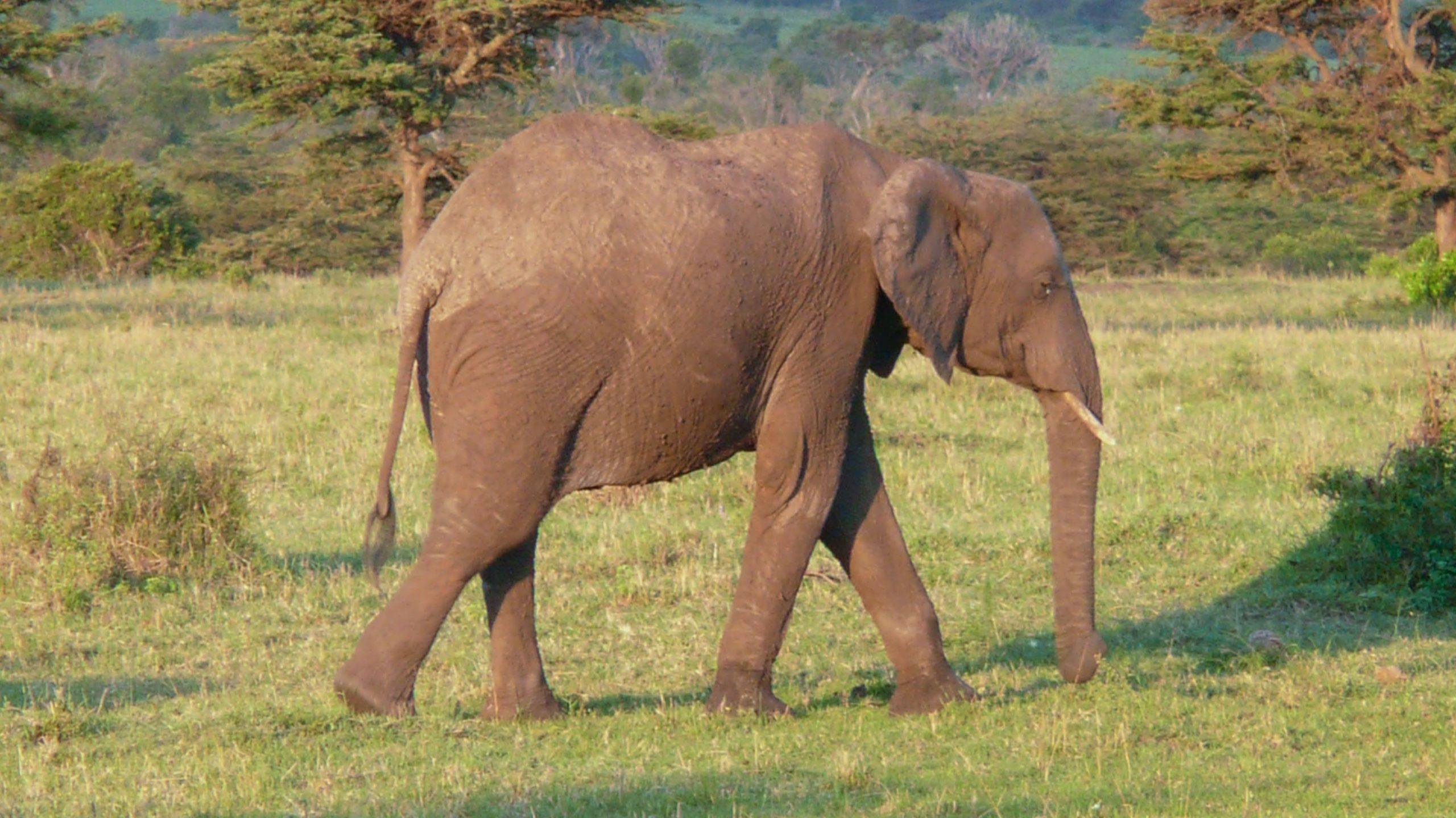 Elephant walking in National Park at dusk