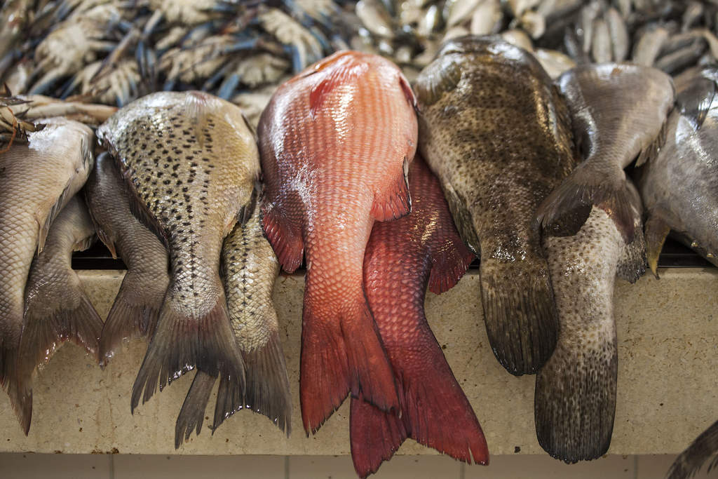 Fish for sale at Central Fish Market in Kuwait