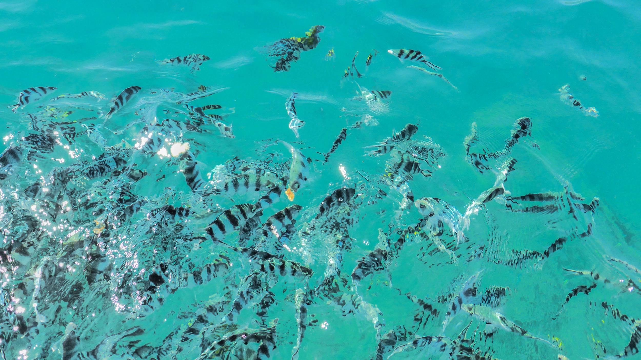 Fish swimming in turquoise ocean water Fiji