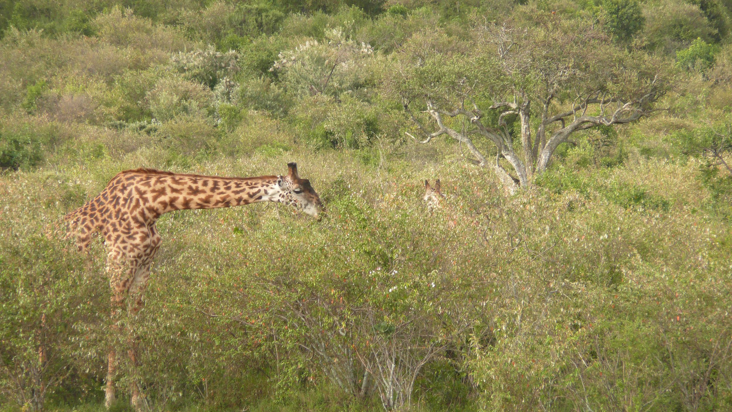 Giraffe eating from a tree in the Masai Mara Kenya