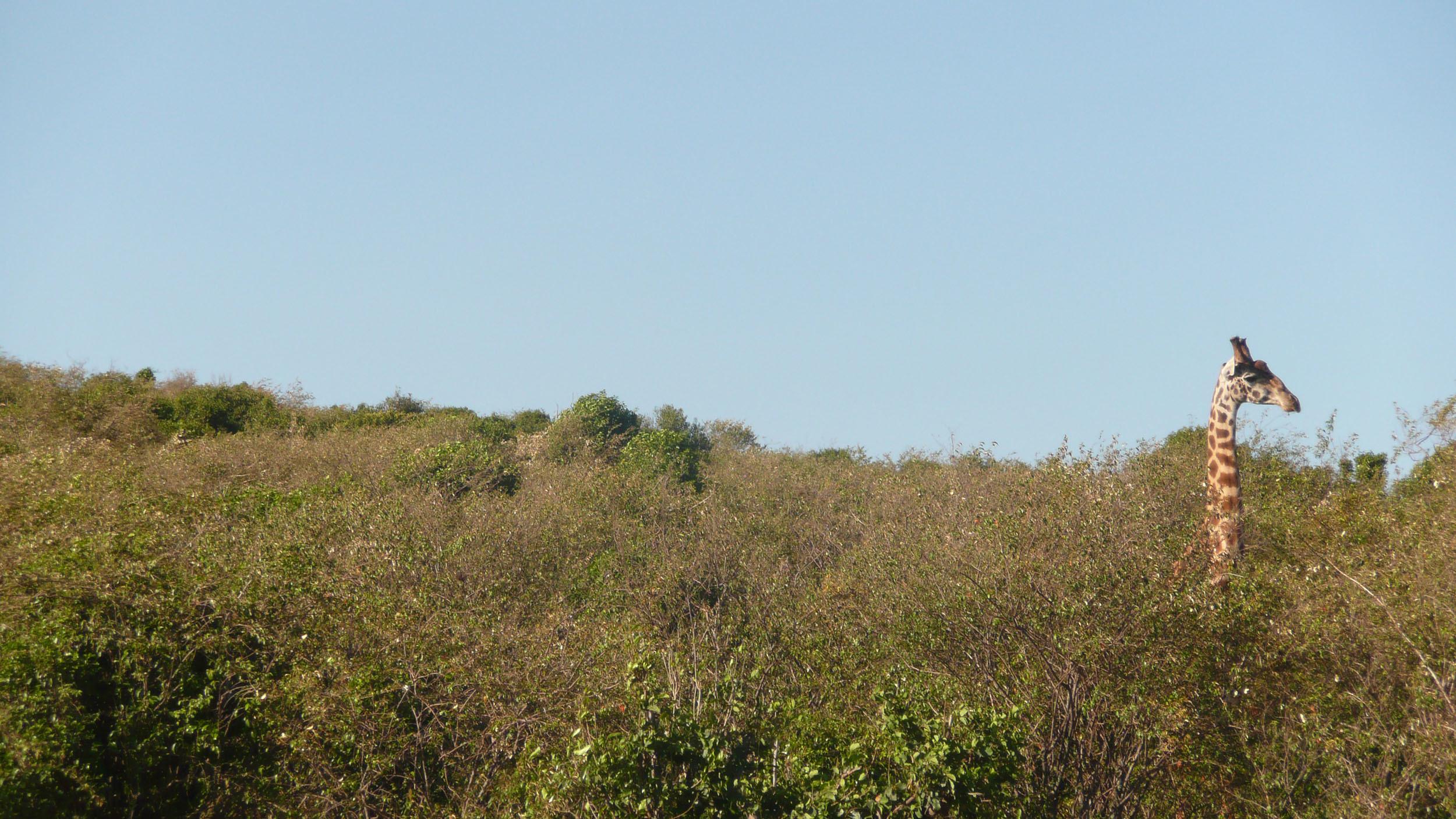 Head and neck of giraffe poking out of trees in National Park