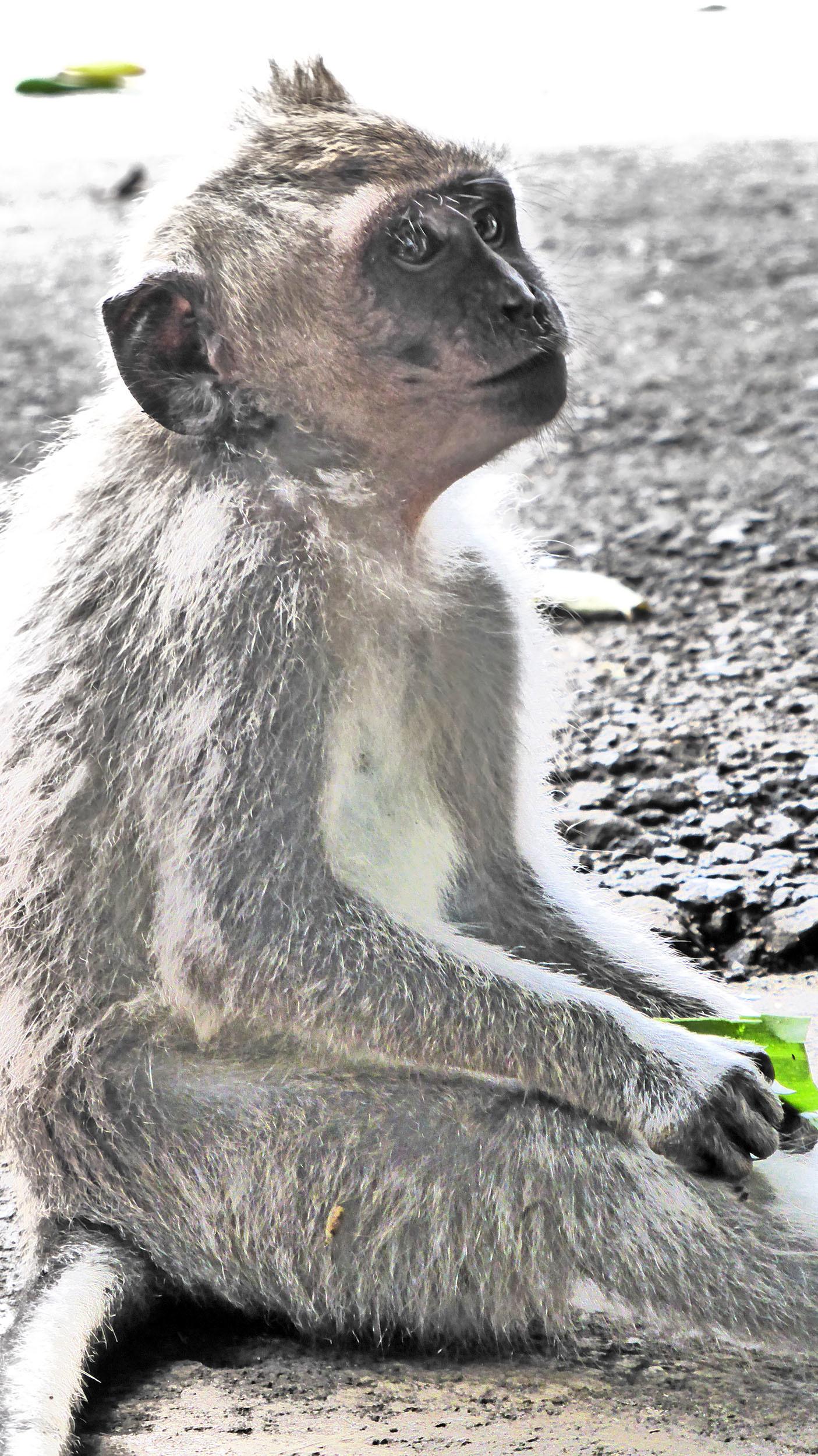 Mischevious monkey sitting on ground outside Monkey Forest Ubud Bali Indonesia