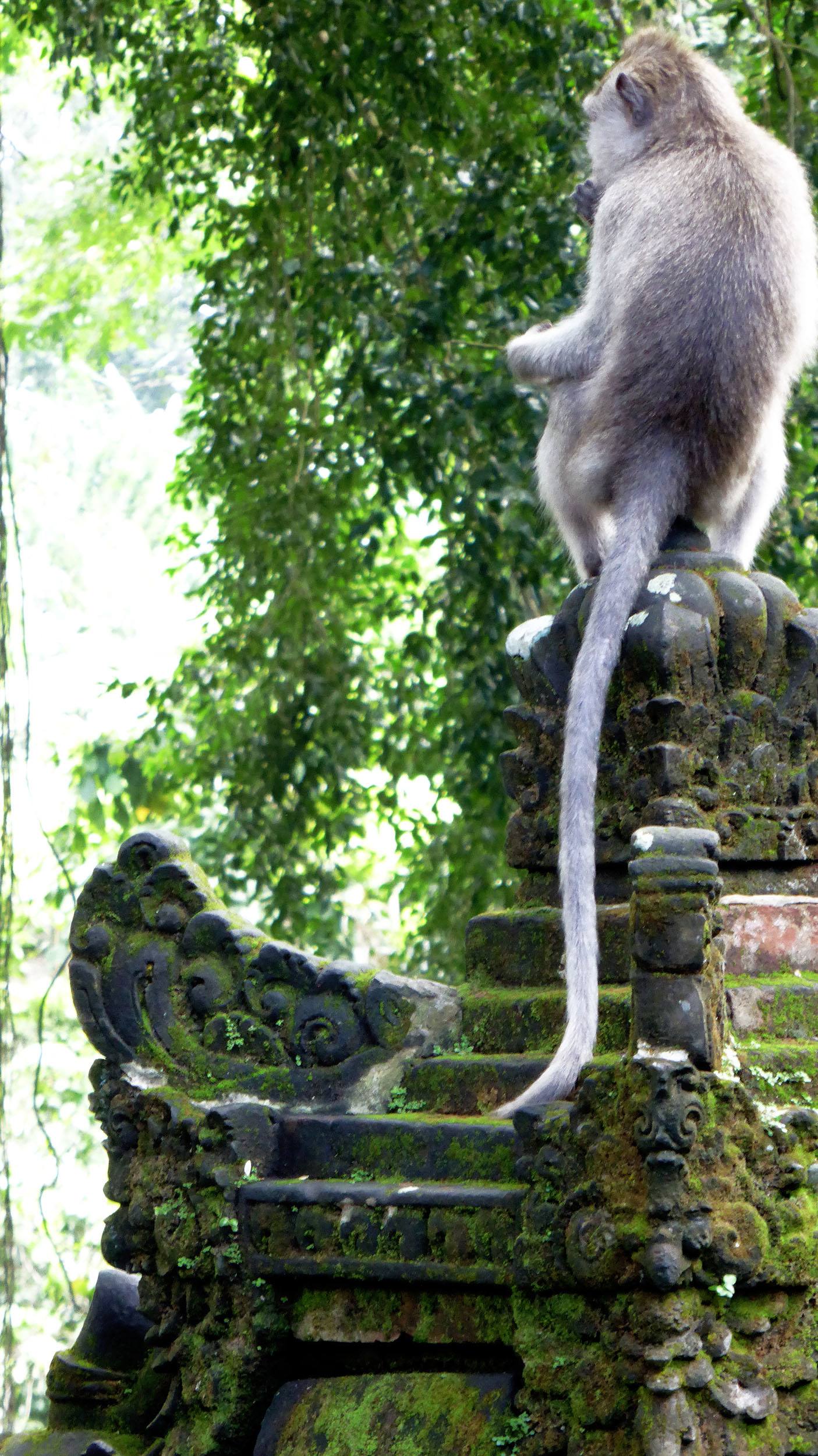 Monkey stiting on stone inside Monkey Forest Ubud Bali Indonesia