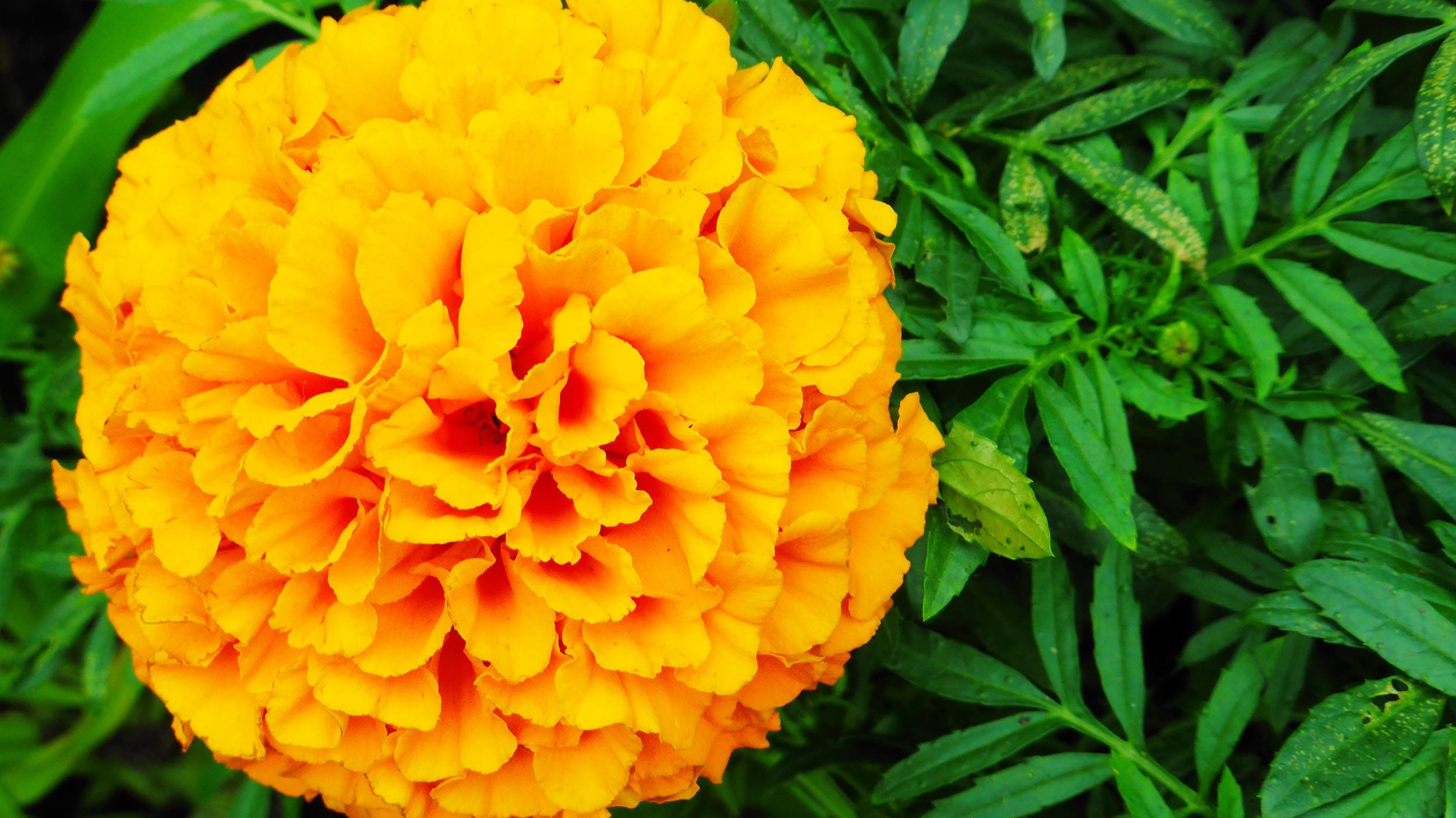 Orange flower inside dome of Gardens by the Bay in Singapore