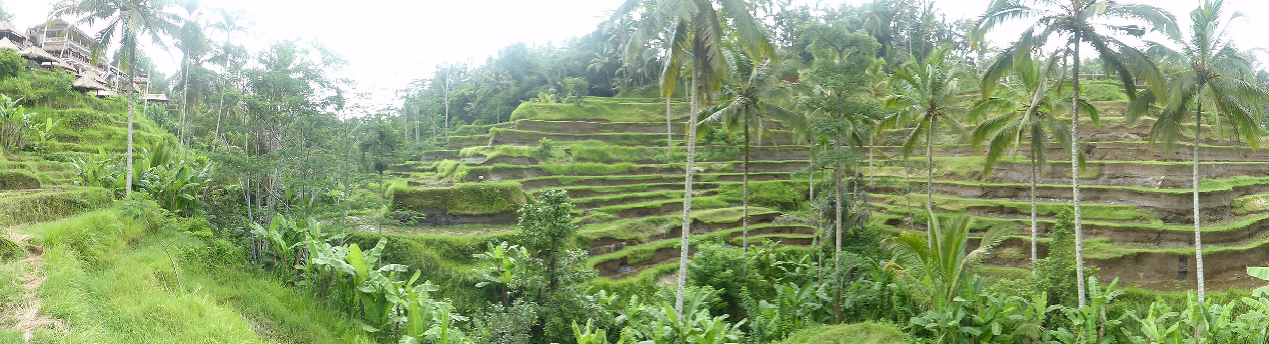 Panorama of Tegalalang Rice Terrace near Ubud Bali Indonesia