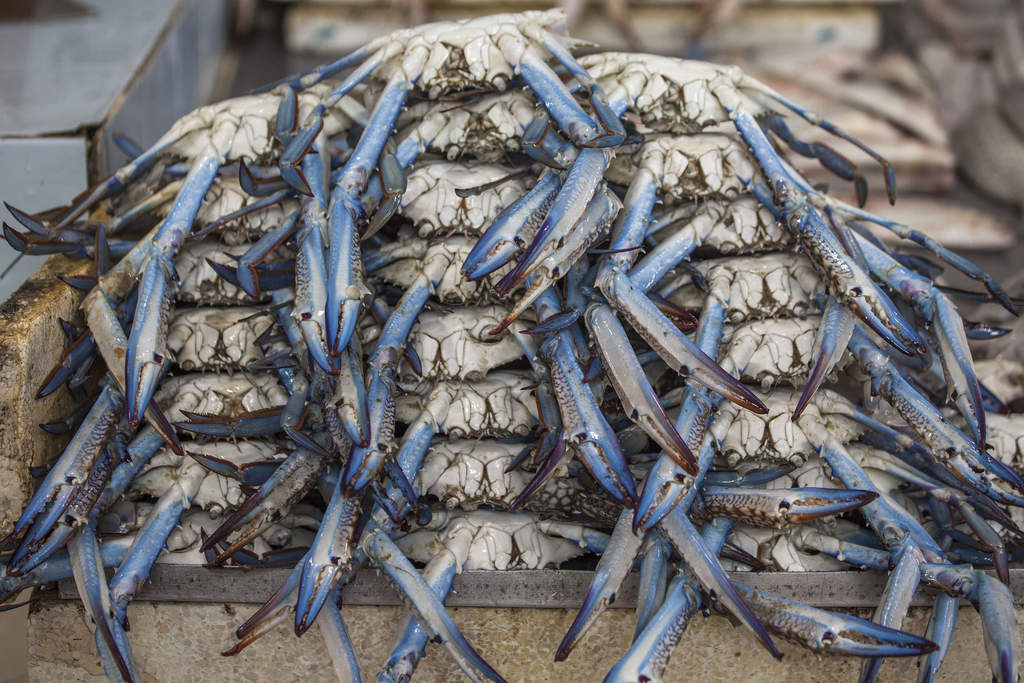 Pile of blue crabs at Central Fish Market in Kuwait