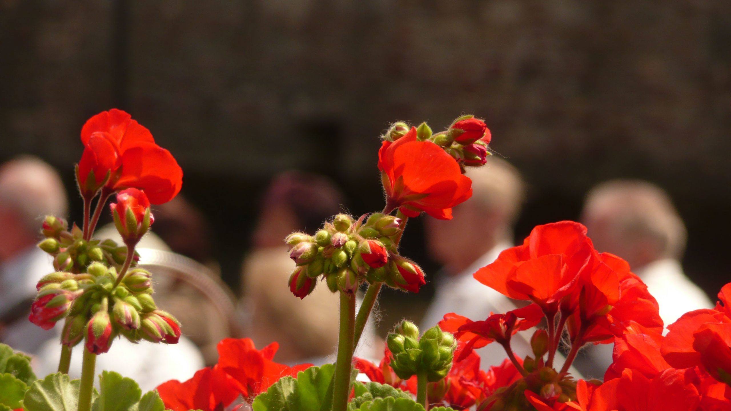 Red geraniums in Bruges Belgium