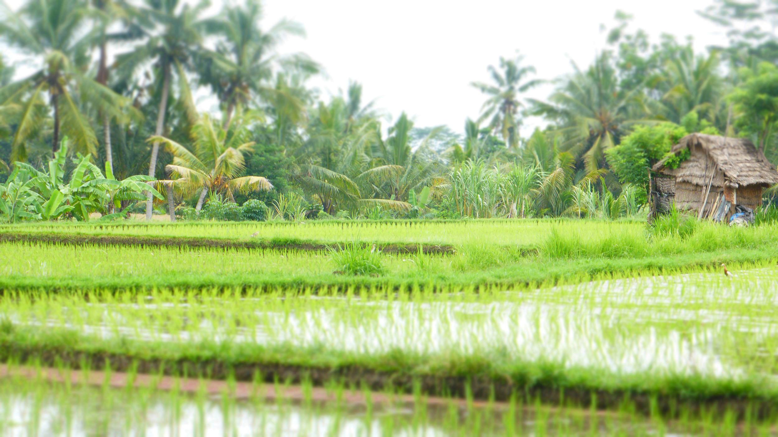 Rice field along Jalan Subak Sok Wayah near Ubud Bali Indonesia