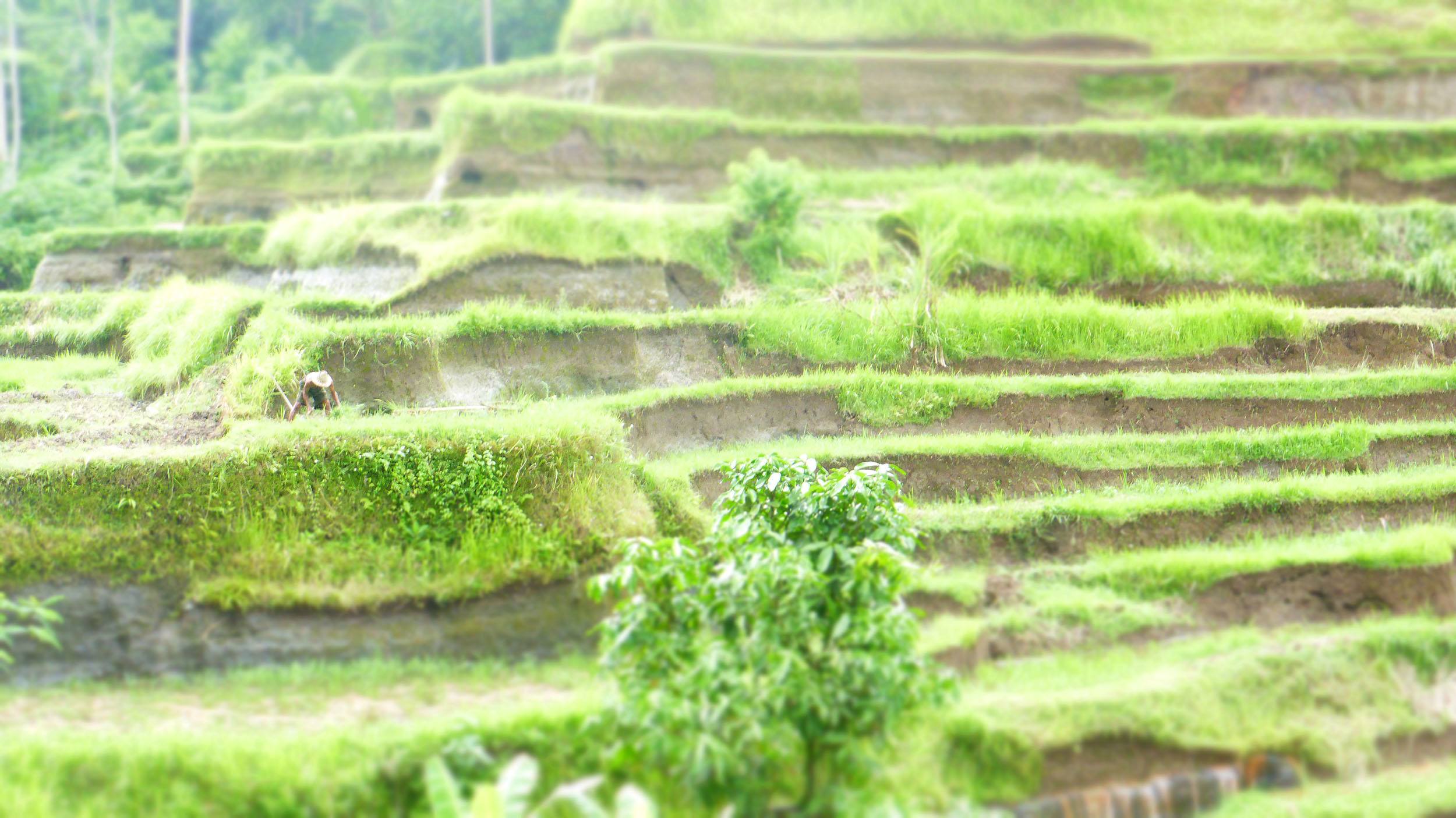 Tegalalang Rice Terrace near Ubud Bali Indonesia