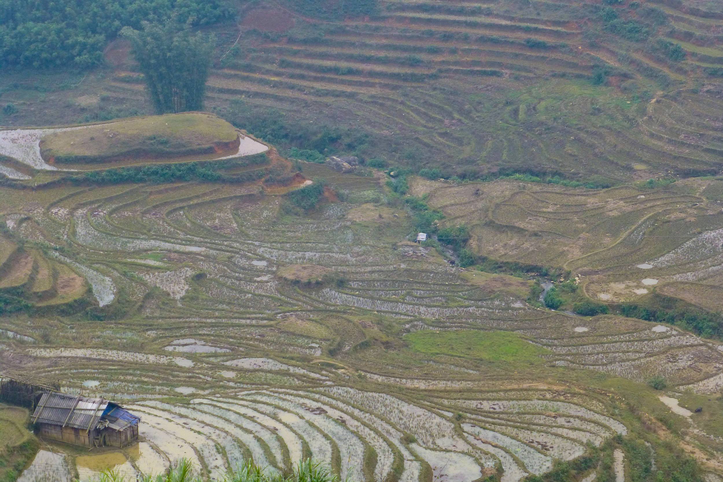 Terraced rice fields in Sa Pa Vietnam