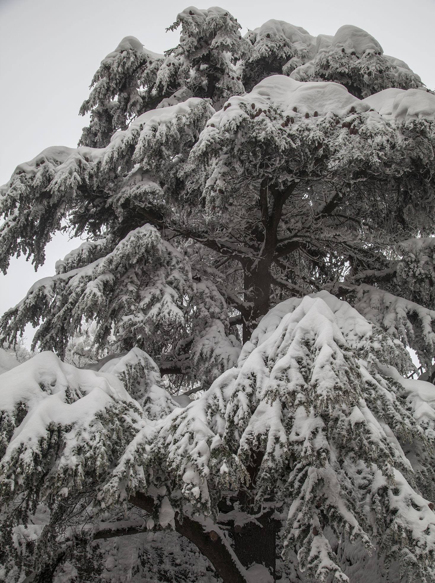 Tree covered in snow near Guaita Tower in City of San Marino in winter