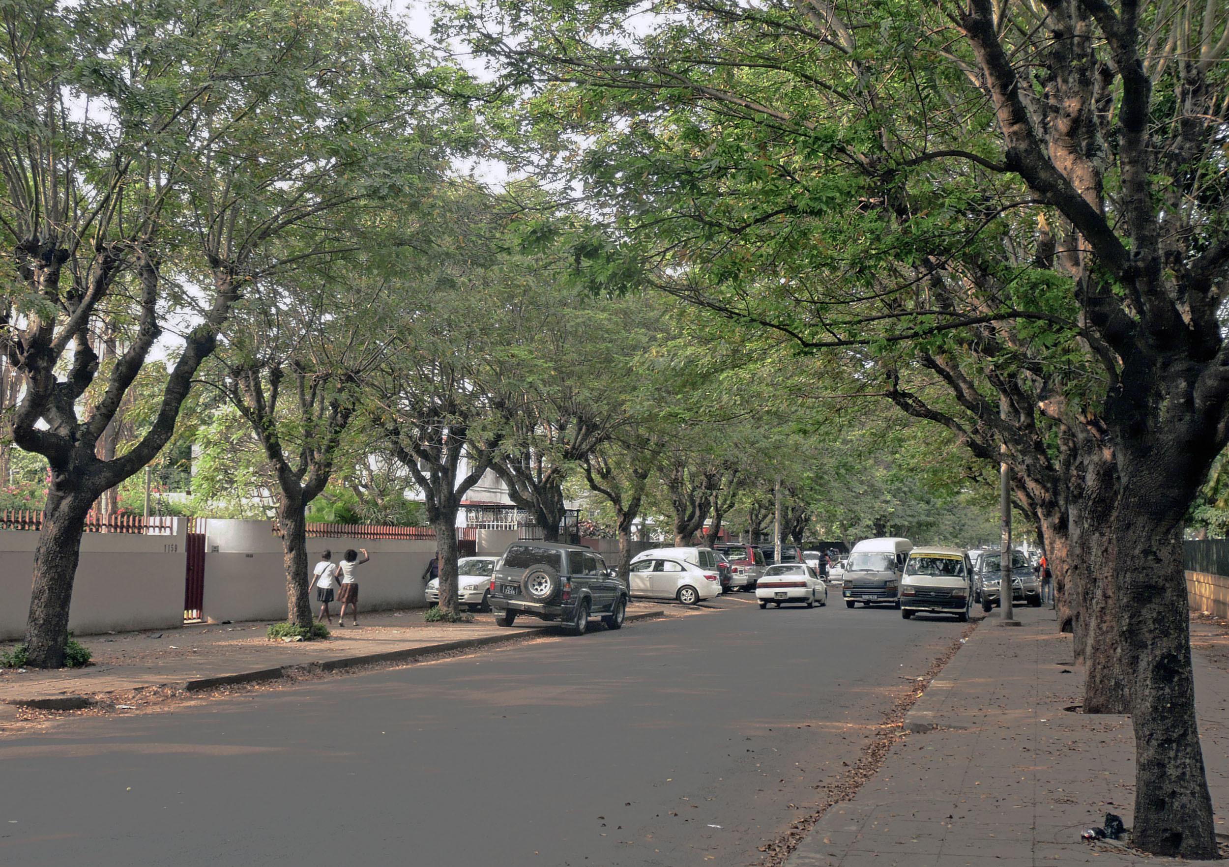 Tree-lined streets of Maputo Mozambique