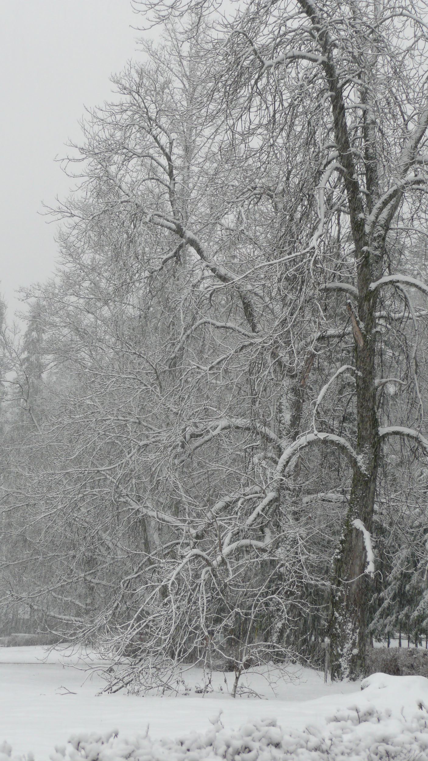 Trees outside Peles Castle Romania covered in snow