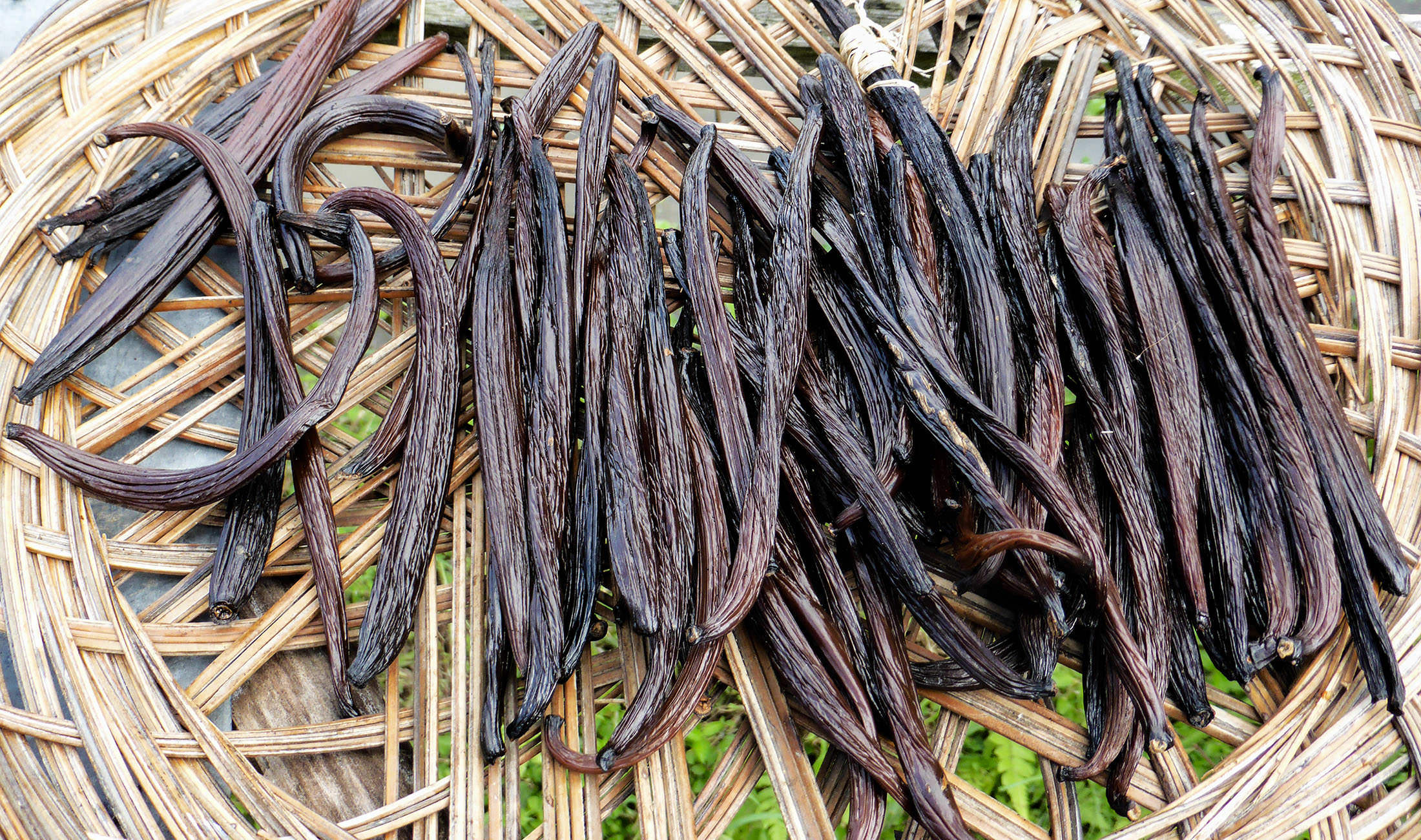 Vanilla beans on display in straw basket along Subak Sok Wayah near Ubud Bali Indonesia