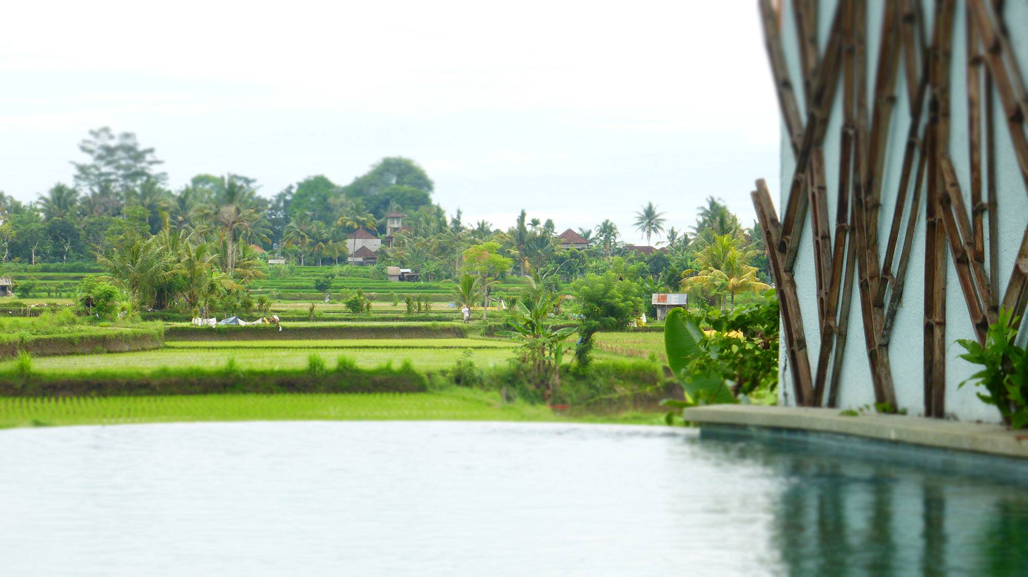 View of rice paddies over lap pool from Ubud Padi Villas in Bali Indonesia