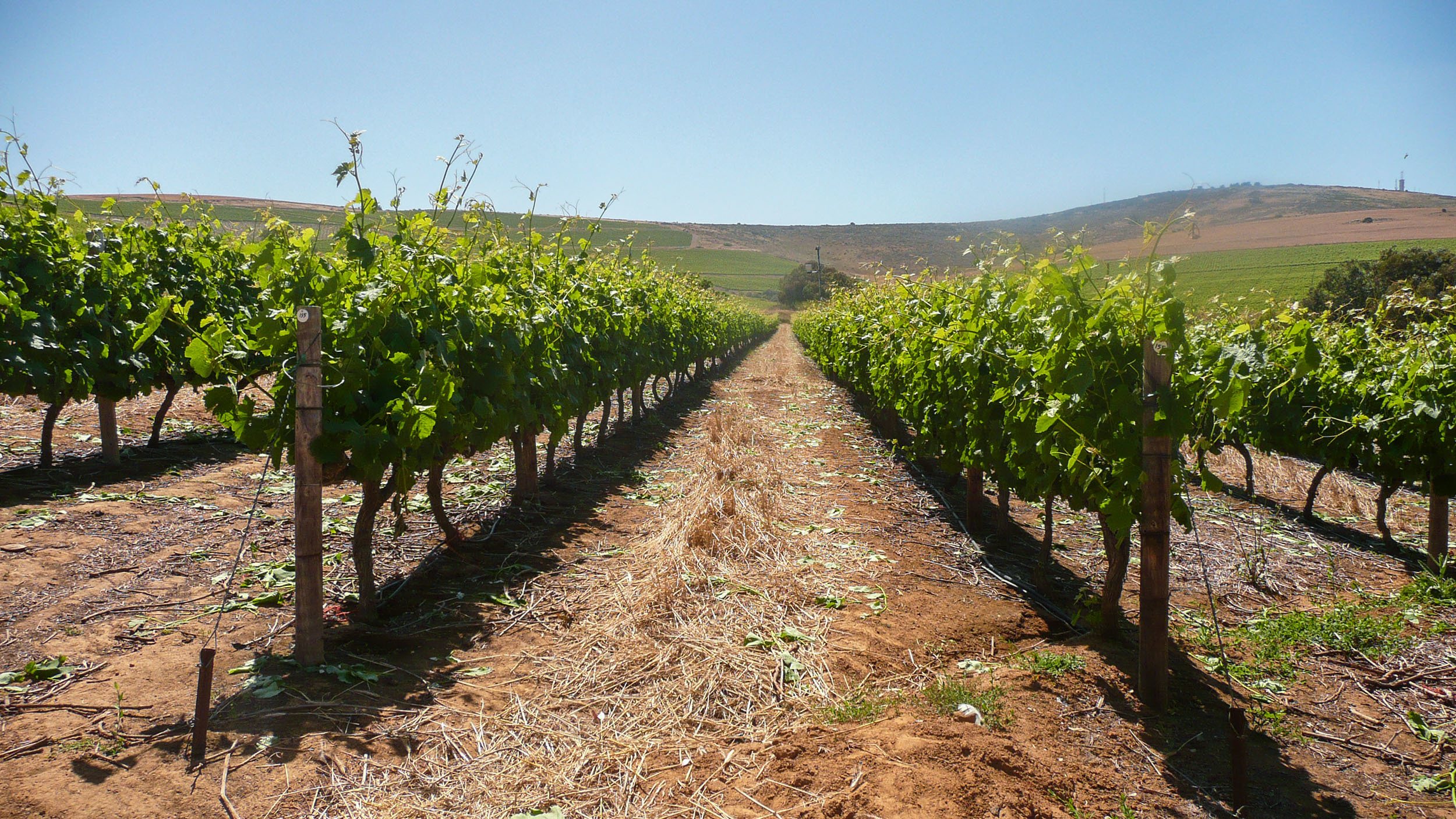 Vineyard in The Cape Winelands South Africa