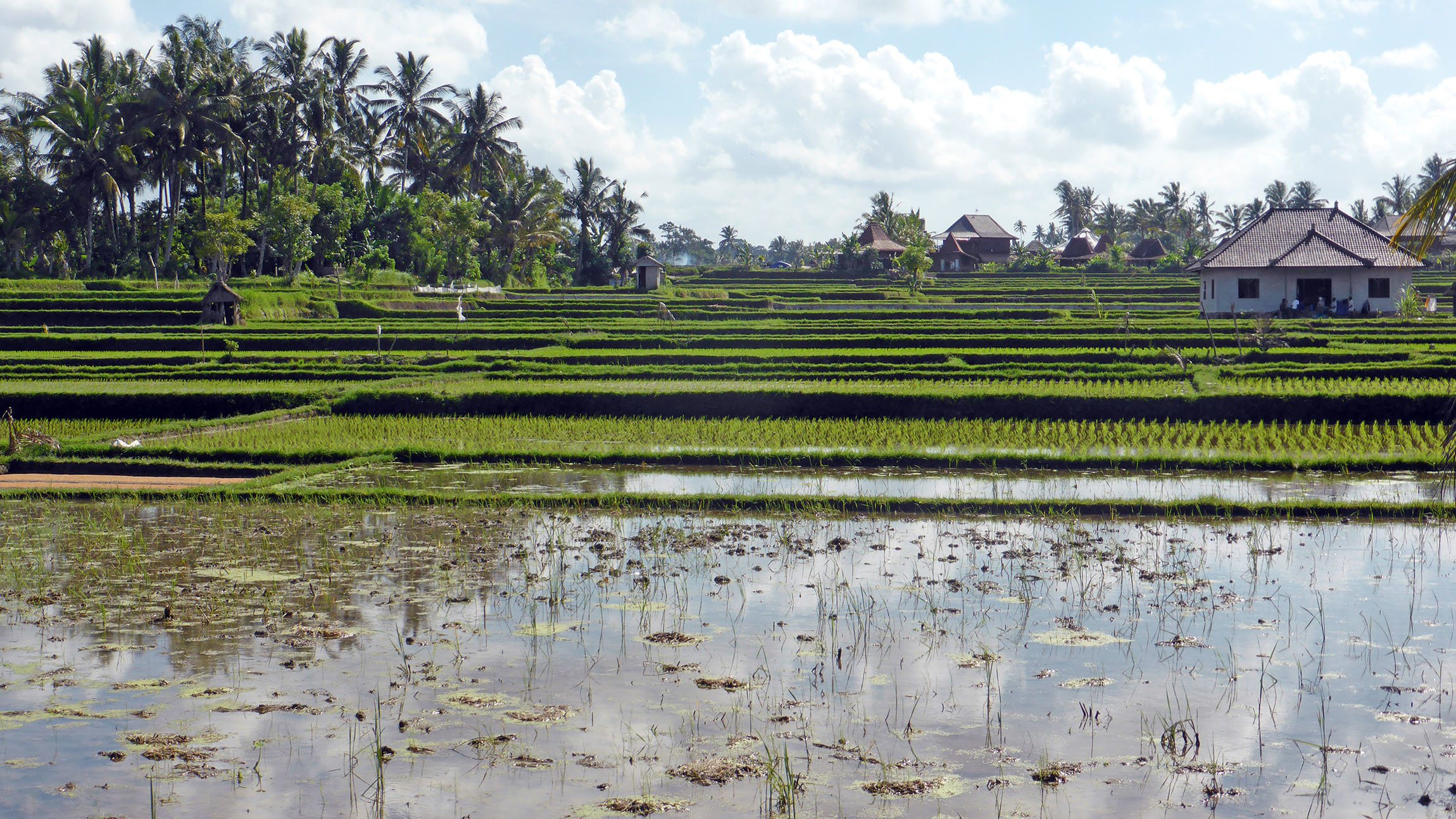 Wet rice fields along Subak Sok Wayah near Ubud Bali Indonesia