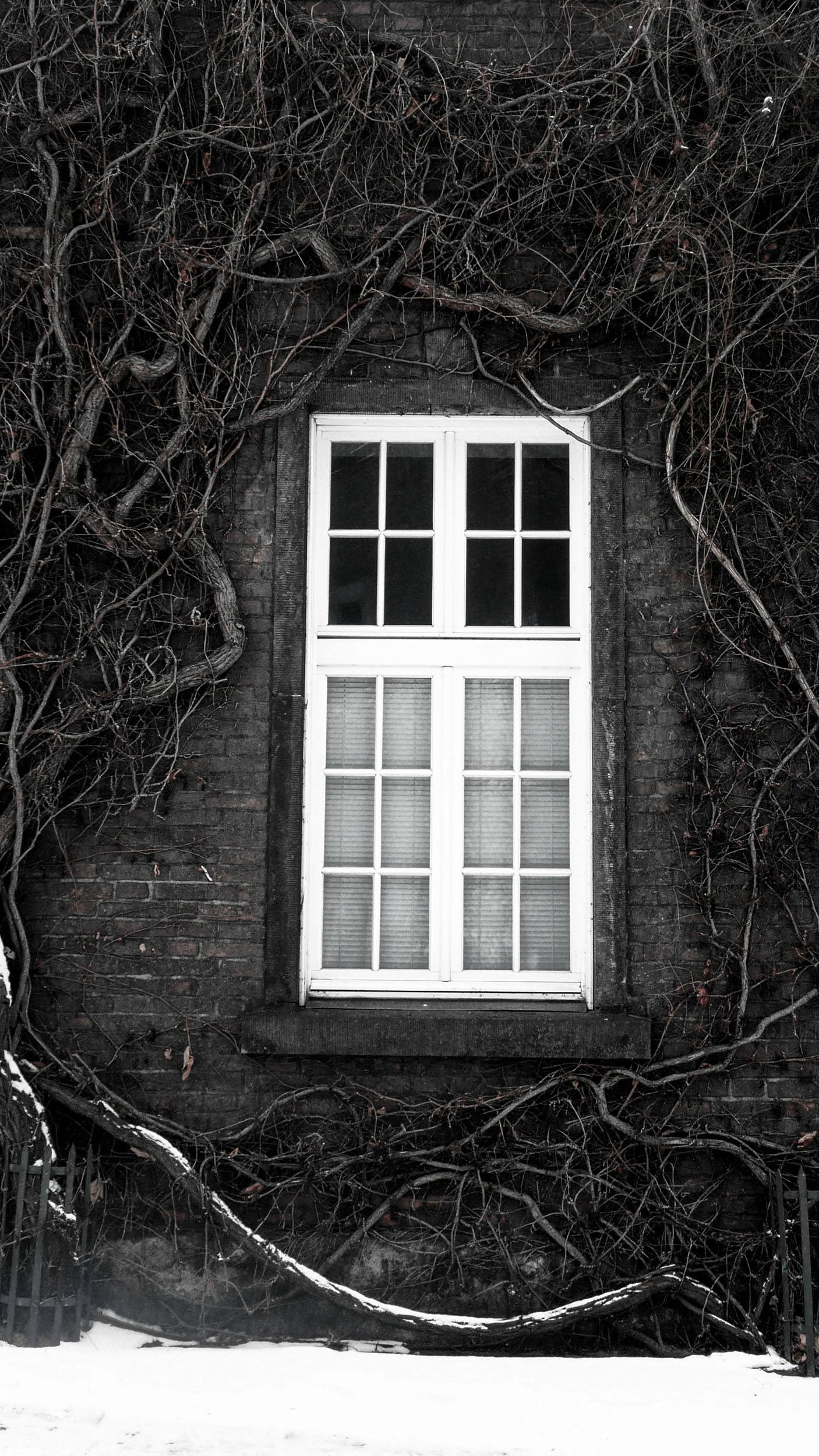 Window framed by vines in Krakow Poland