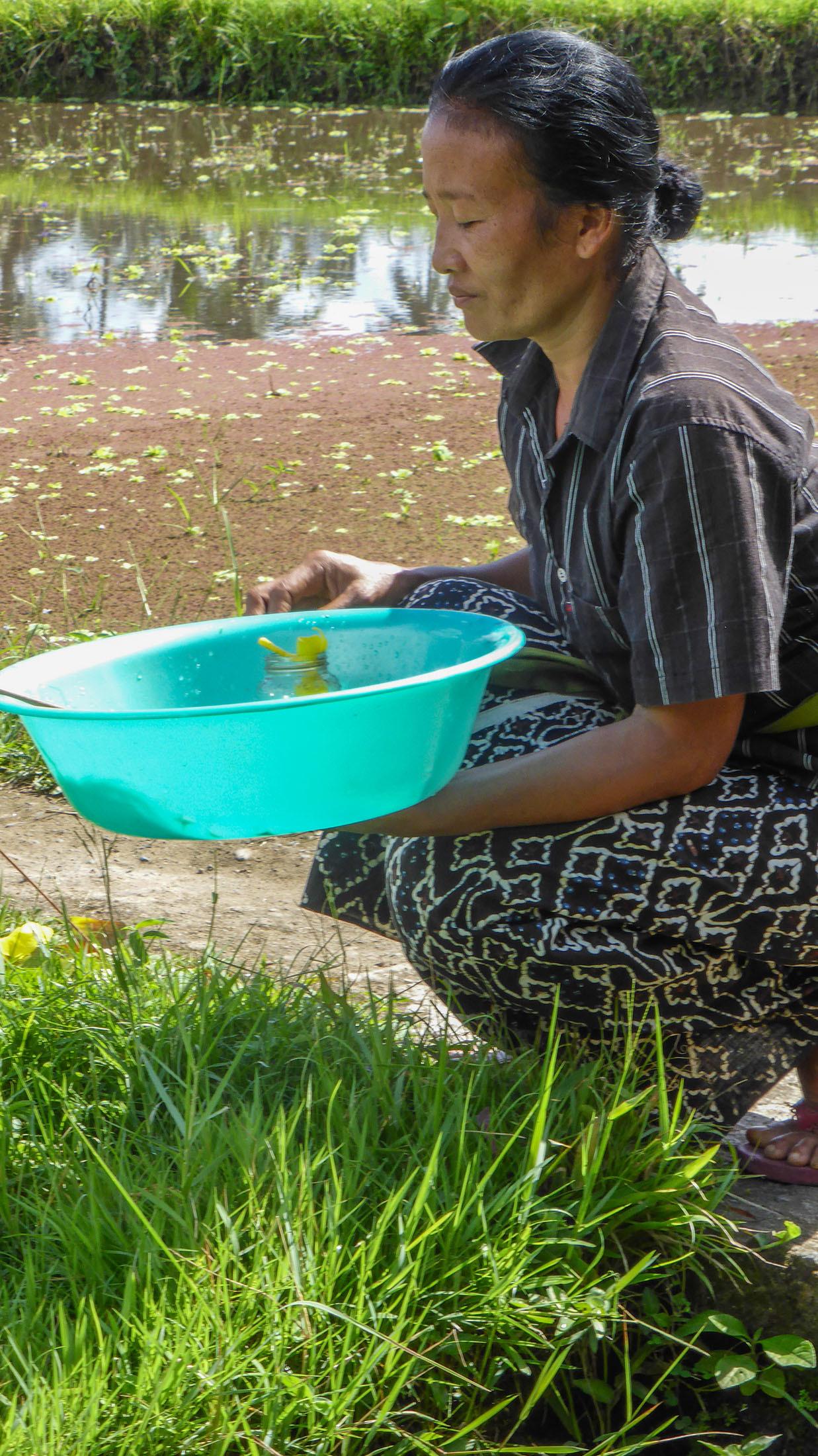 Woman with bucket kneeling beside rice field along Subak Sok Wayah near Ubud Bali Indonesia