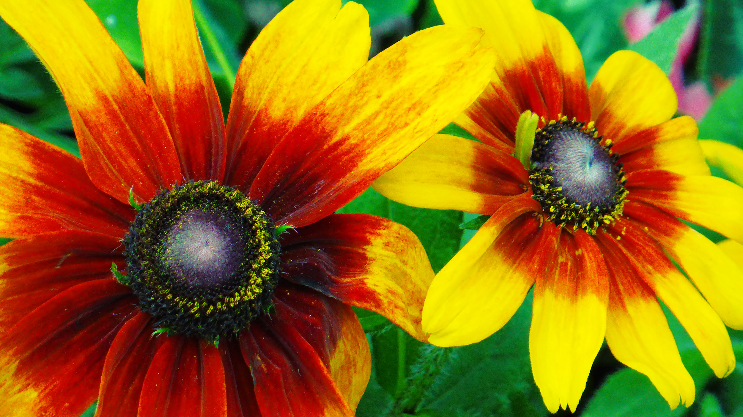 Yellow and orange flowers in dome at Gardens by the Bay in Singapore