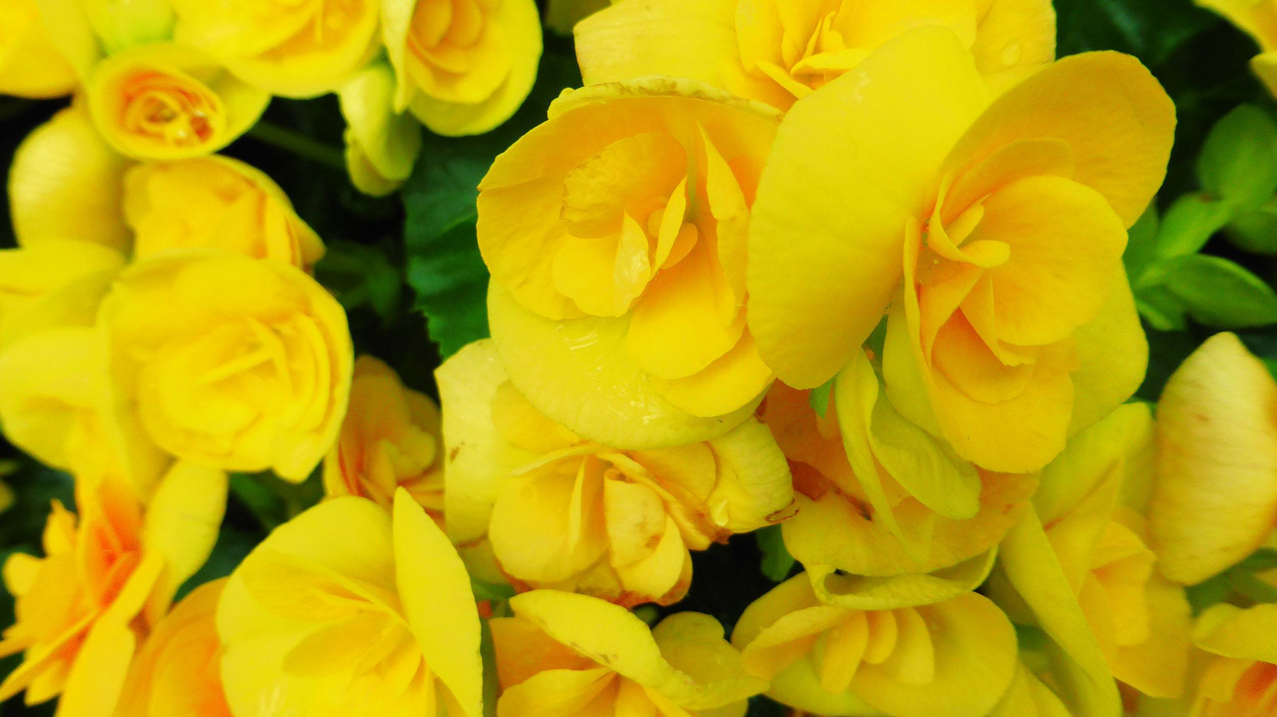 Yellow flowers inside dome of Gardens by the Bay in Singapore