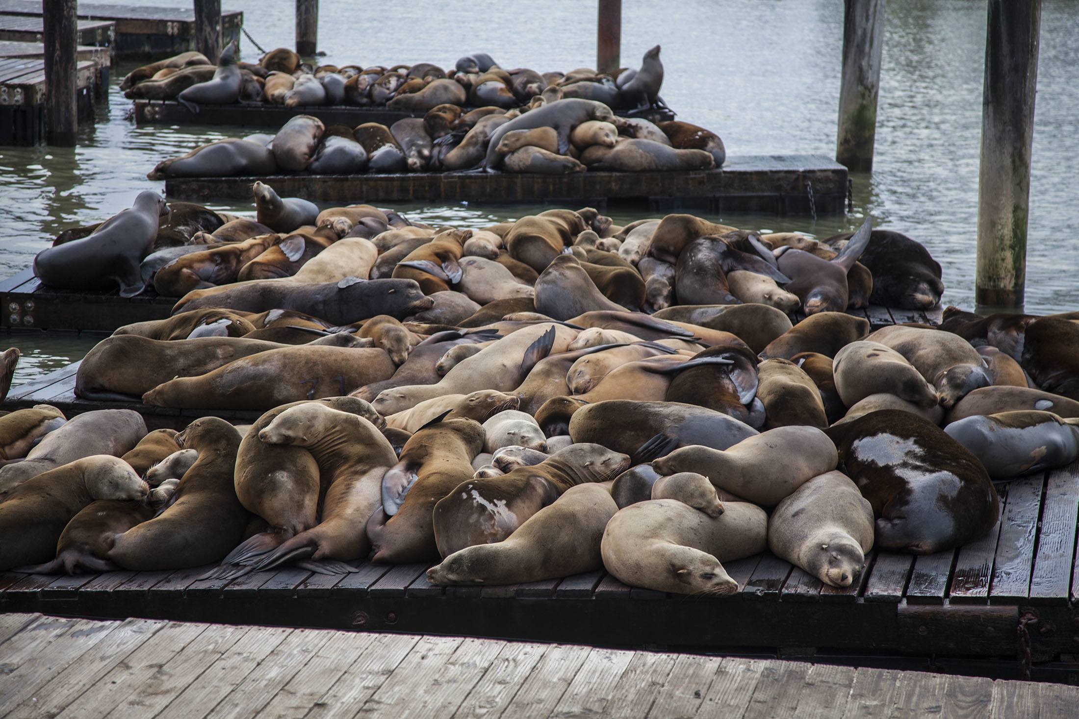 Congregation of sea lions on K Dock San Francisco USA