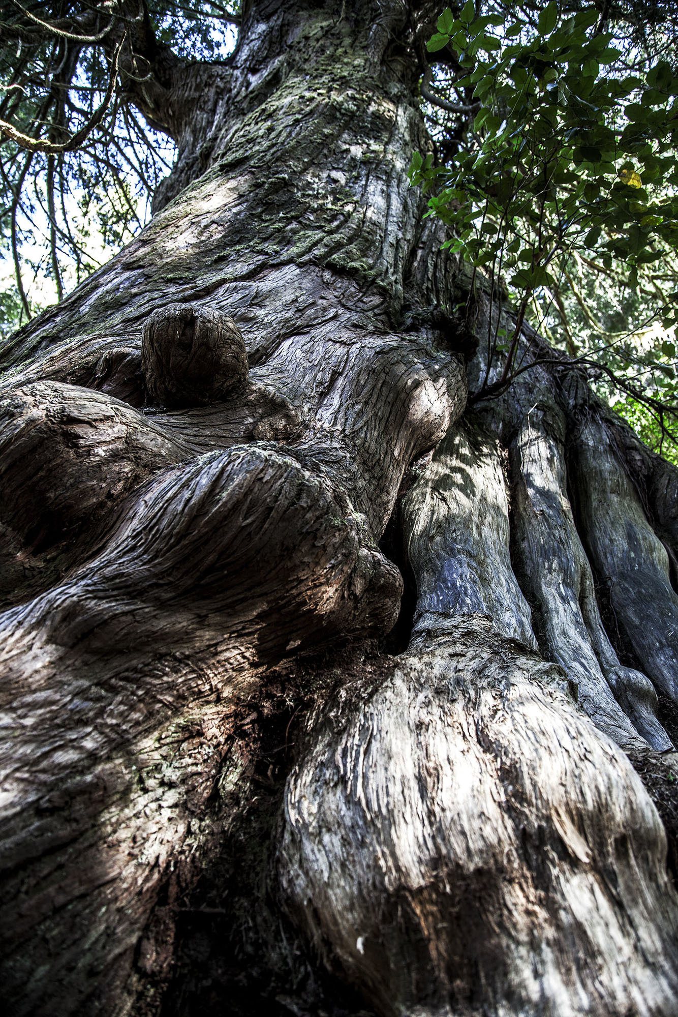 Giant cedar on Meares Island near Tofino Vancouver Island Canada
