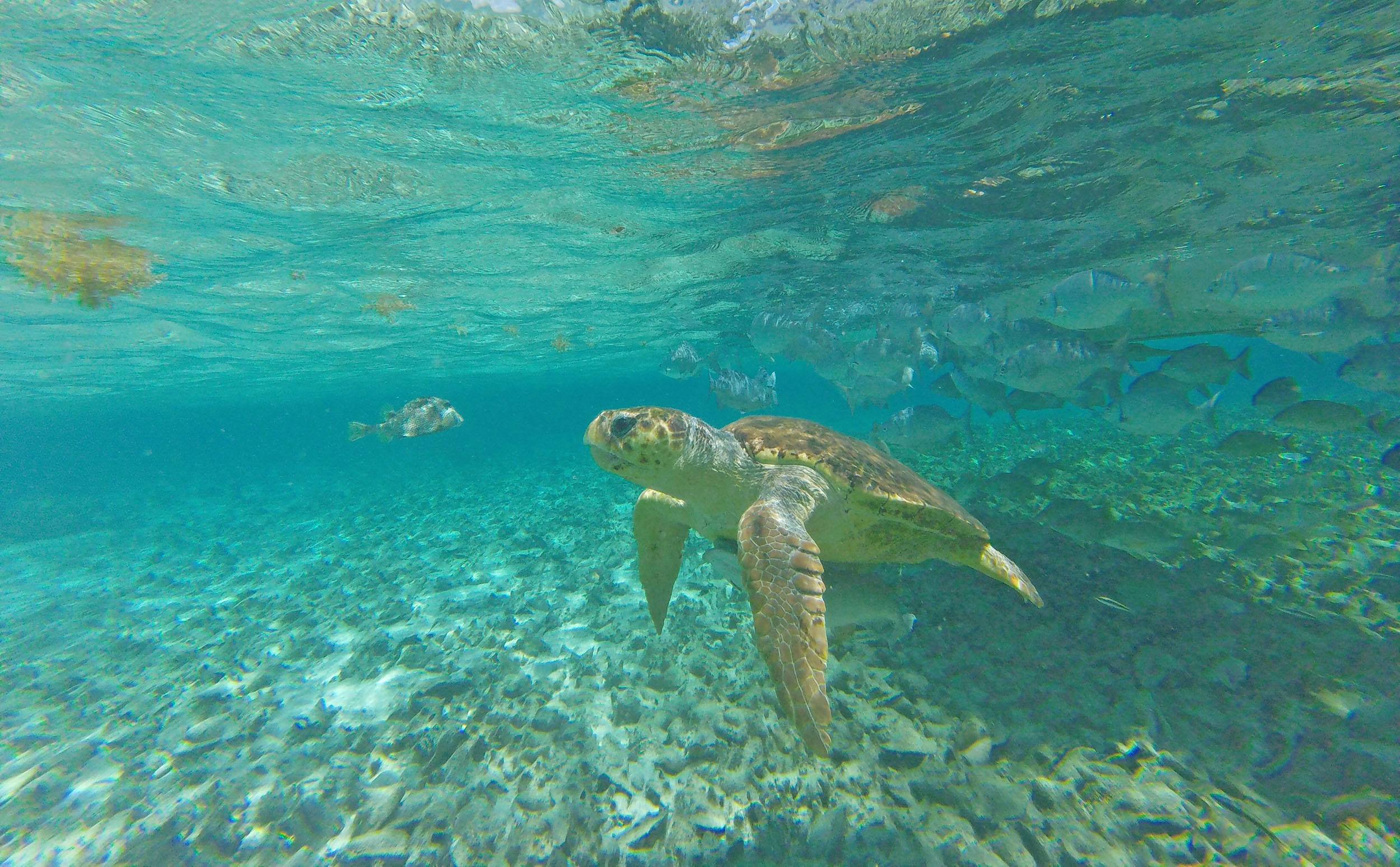 Giant sea turtle near Caye Caulker Belize