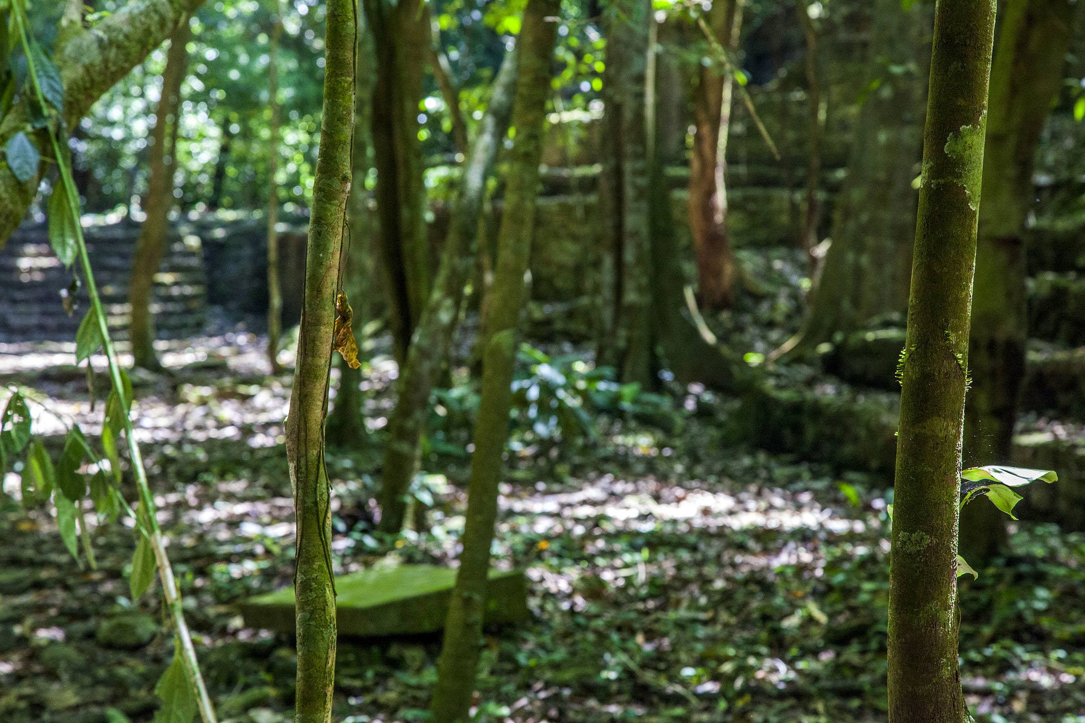 Jungle of cedar and vines covering part of Palenque site in Mexico