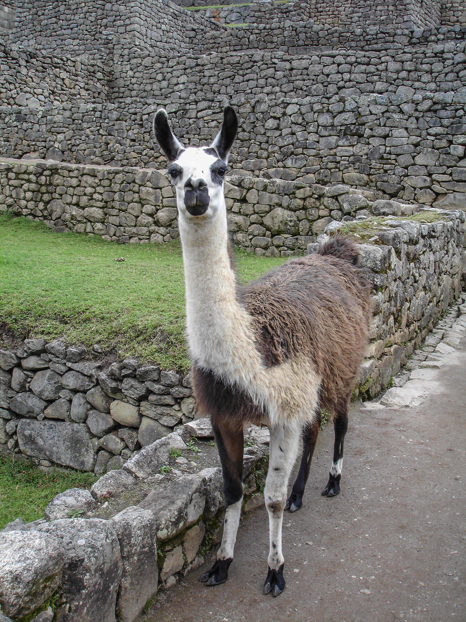 Llama of Machu Picchu Peru