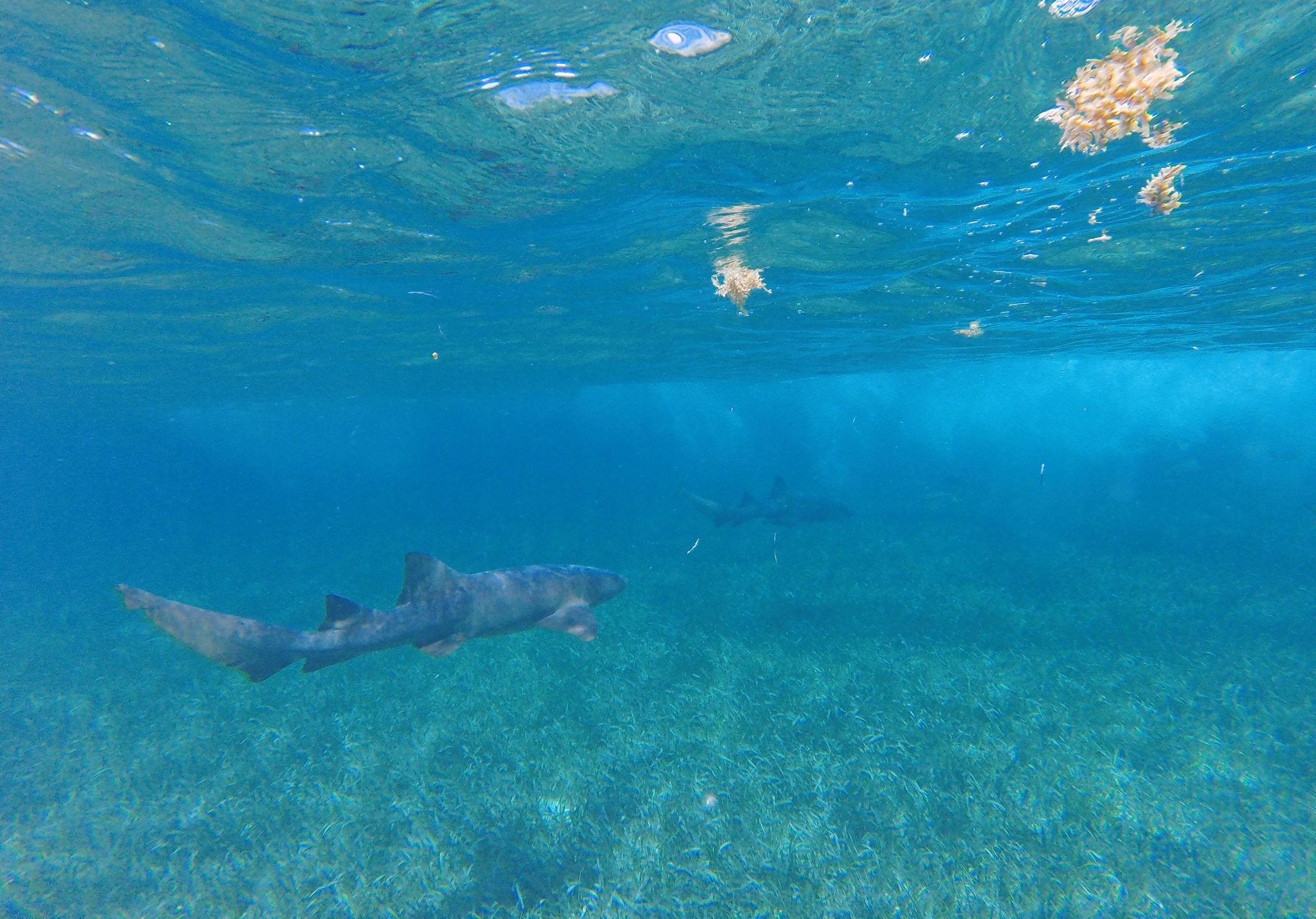 Nurse sharks at Shark and Ray Alley Belize