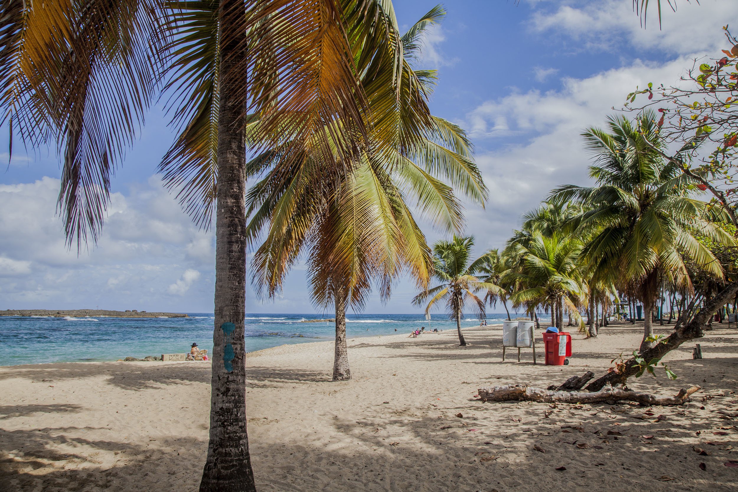 Palm trees on playa Balneario El Escambrón in San Juan Puerto Rico USA