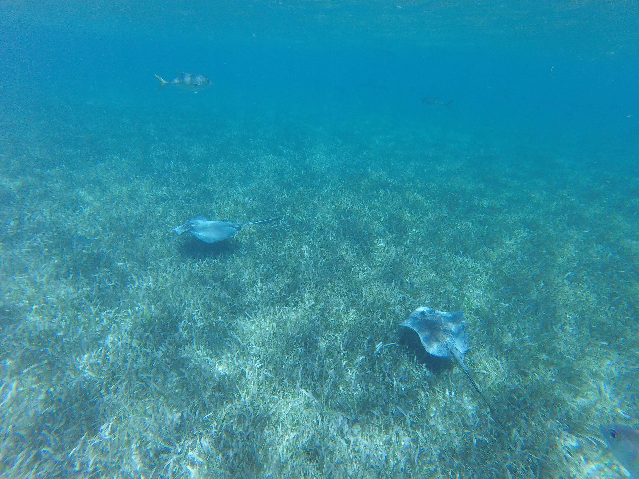 Stingrays at Shark and Ray Alley Belize