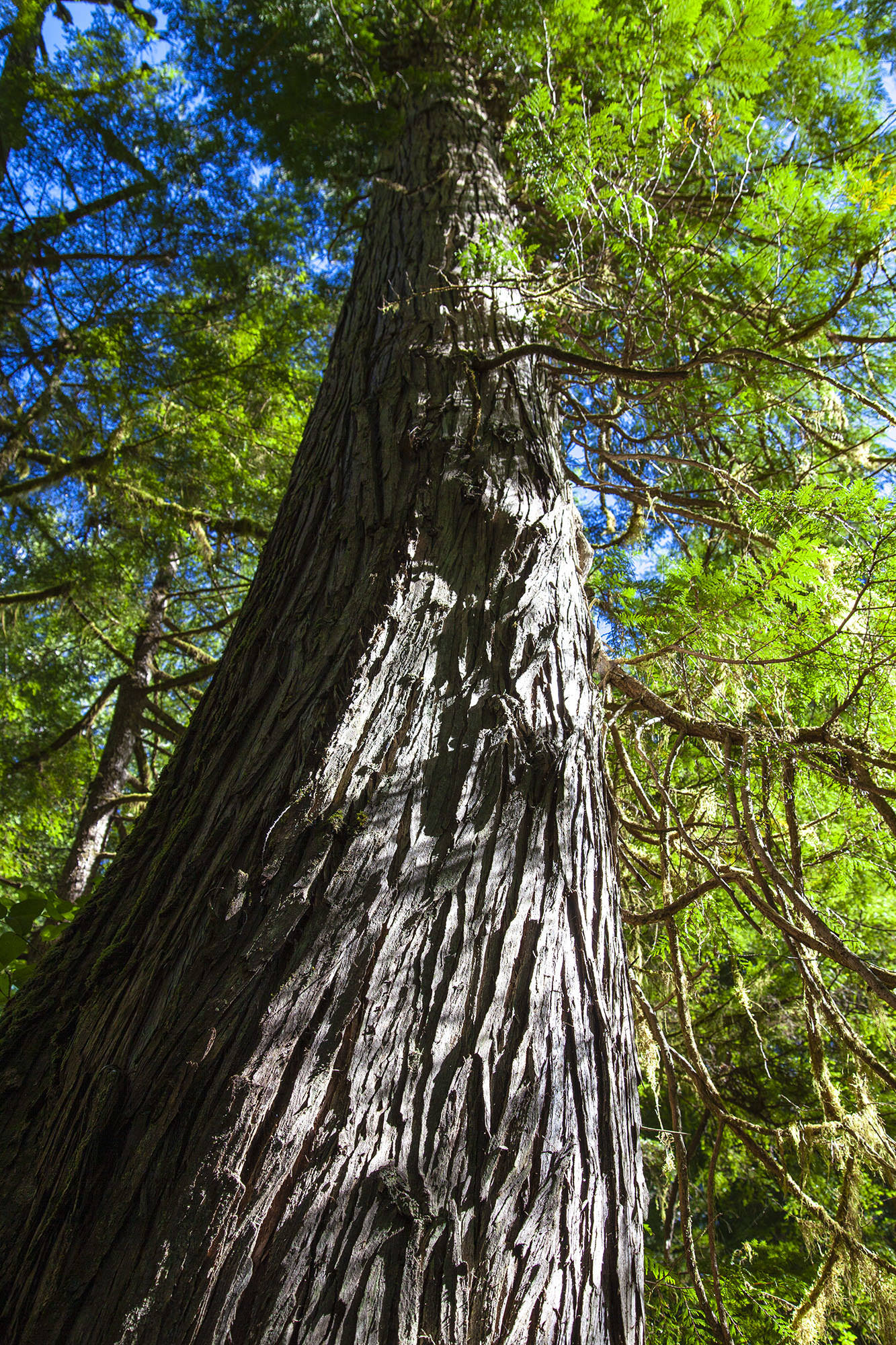 Tall tree on Meares Island near Tofino on Vancouver Island Canada