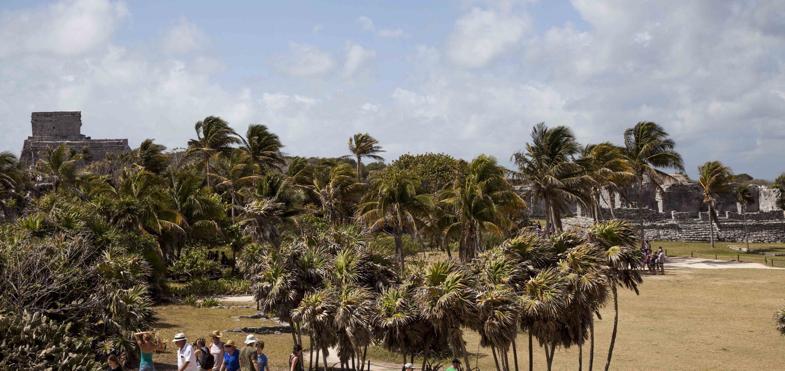 Trees blowing in the wind inside Tulum ruins in Mexico